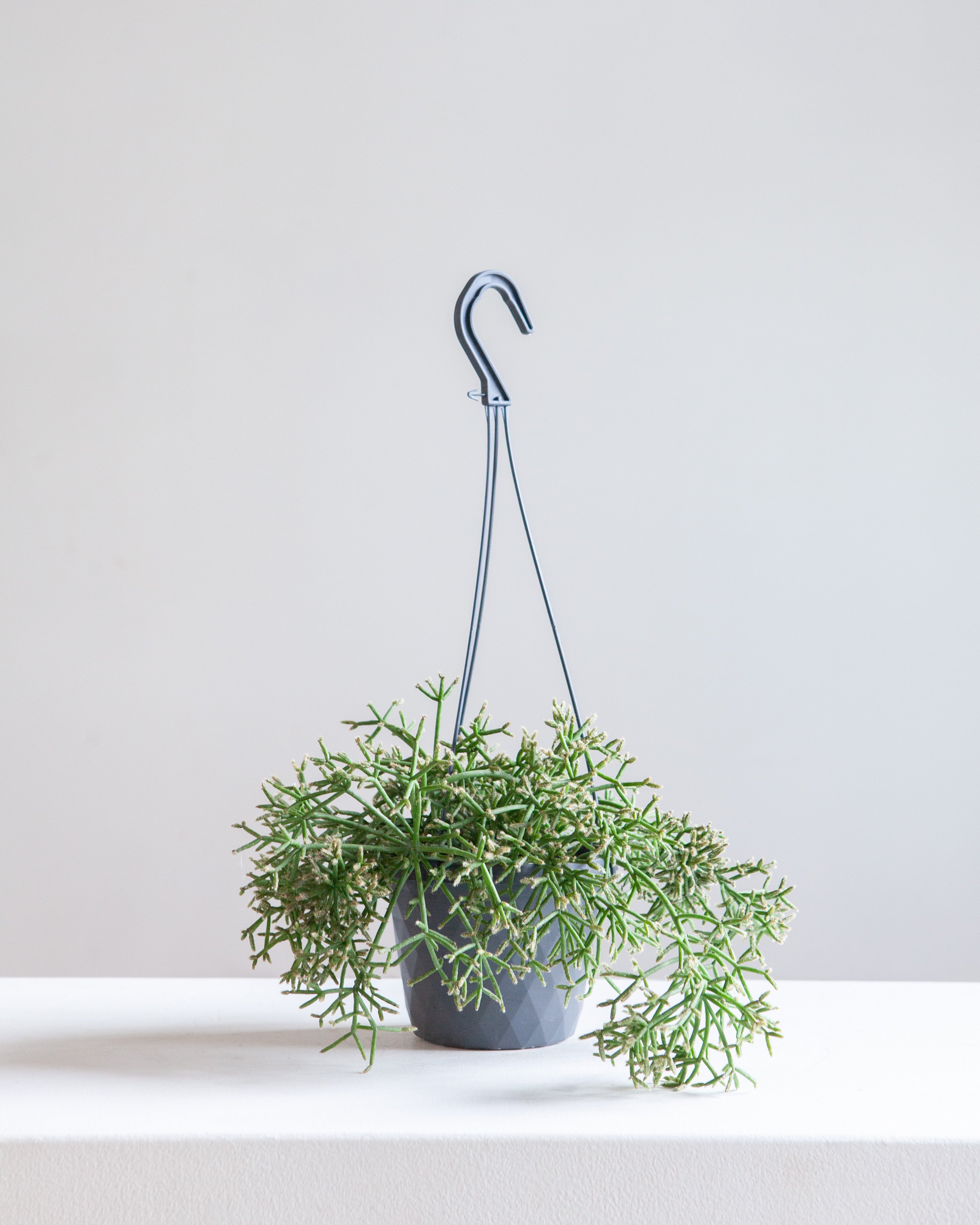 RHIPSALIS 'BACCIFERA', 5" HANGING BASKET