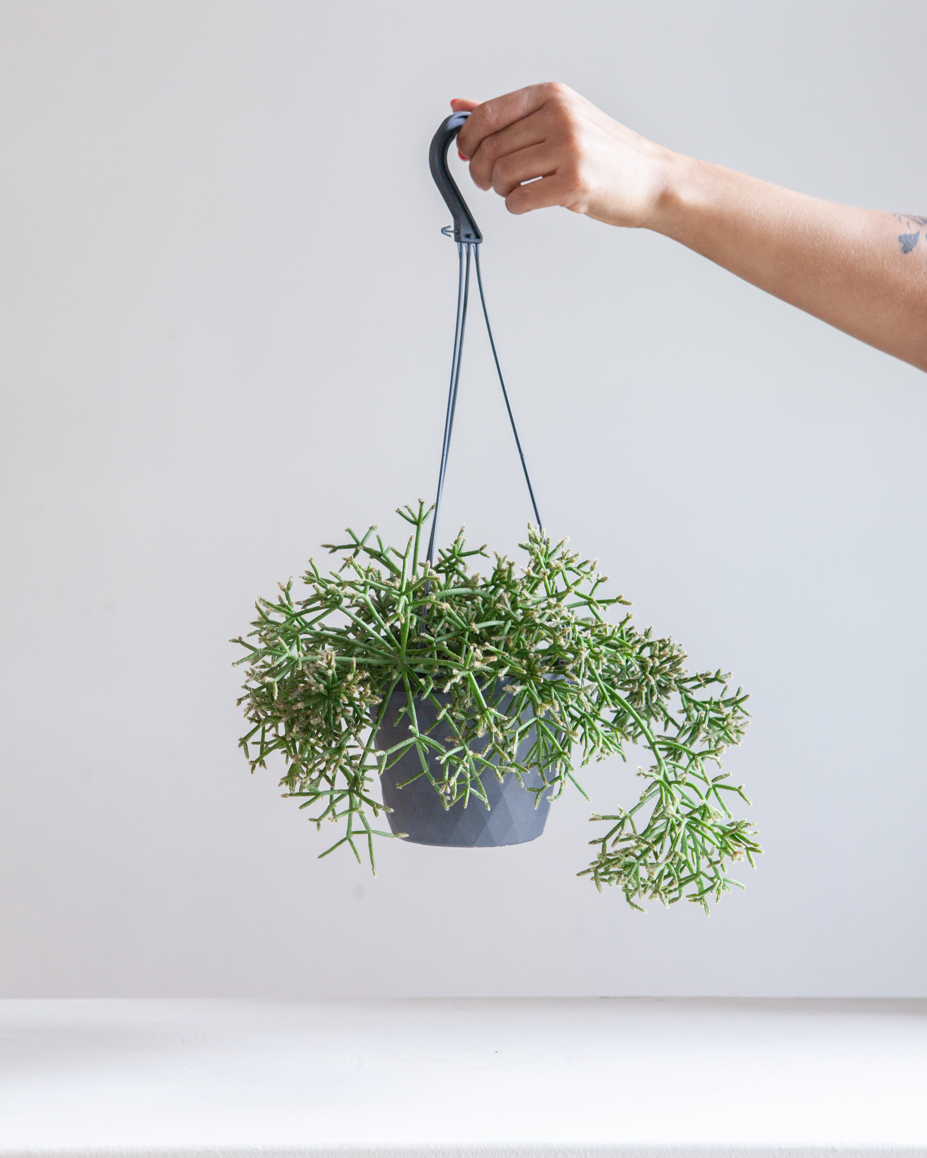 RHIPSALIS 'BACCIFERA', 5" HANGING BASKET