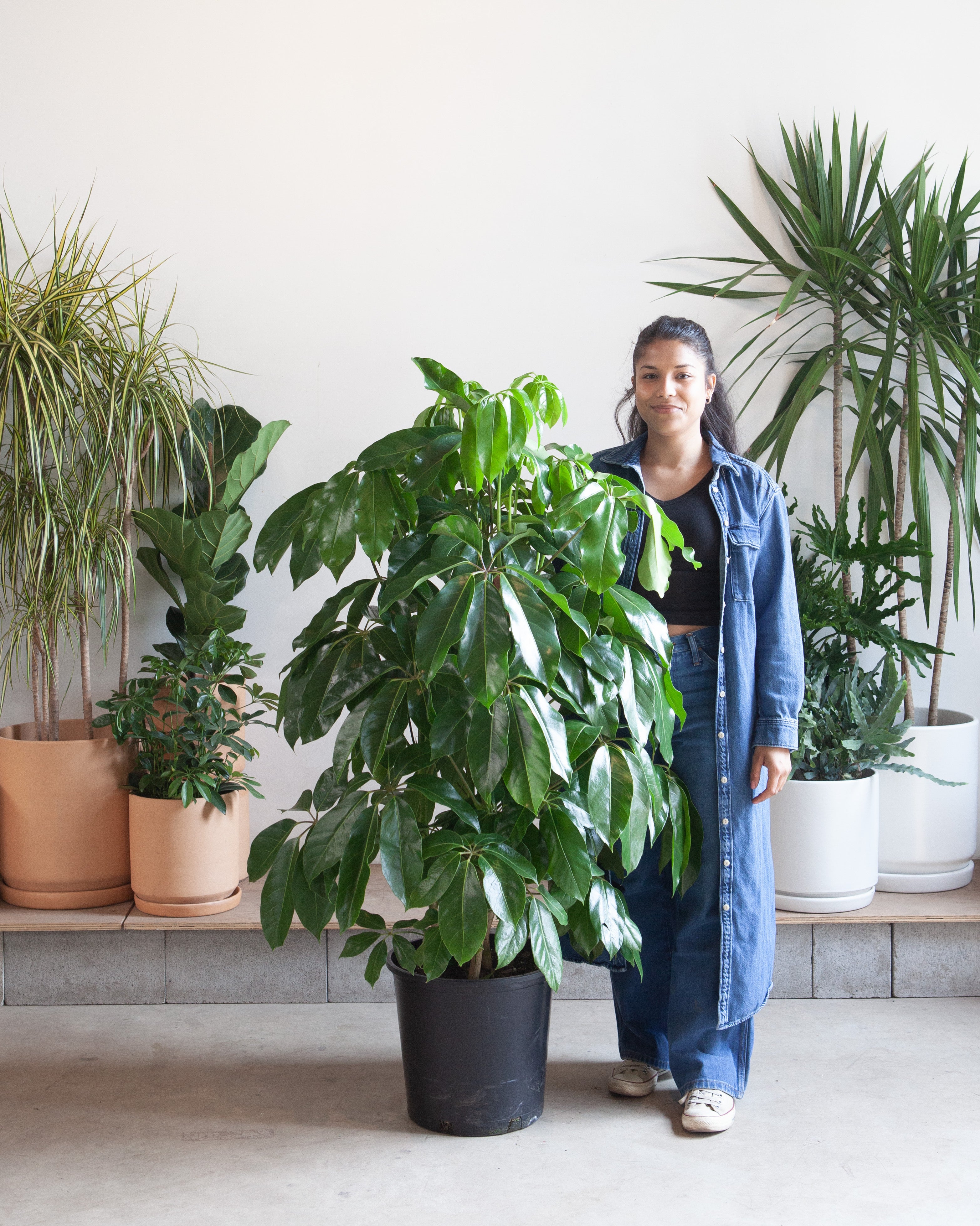 Amate Umbrella Tree: Schefflera actinophylla - 14 inch pot - 4-6