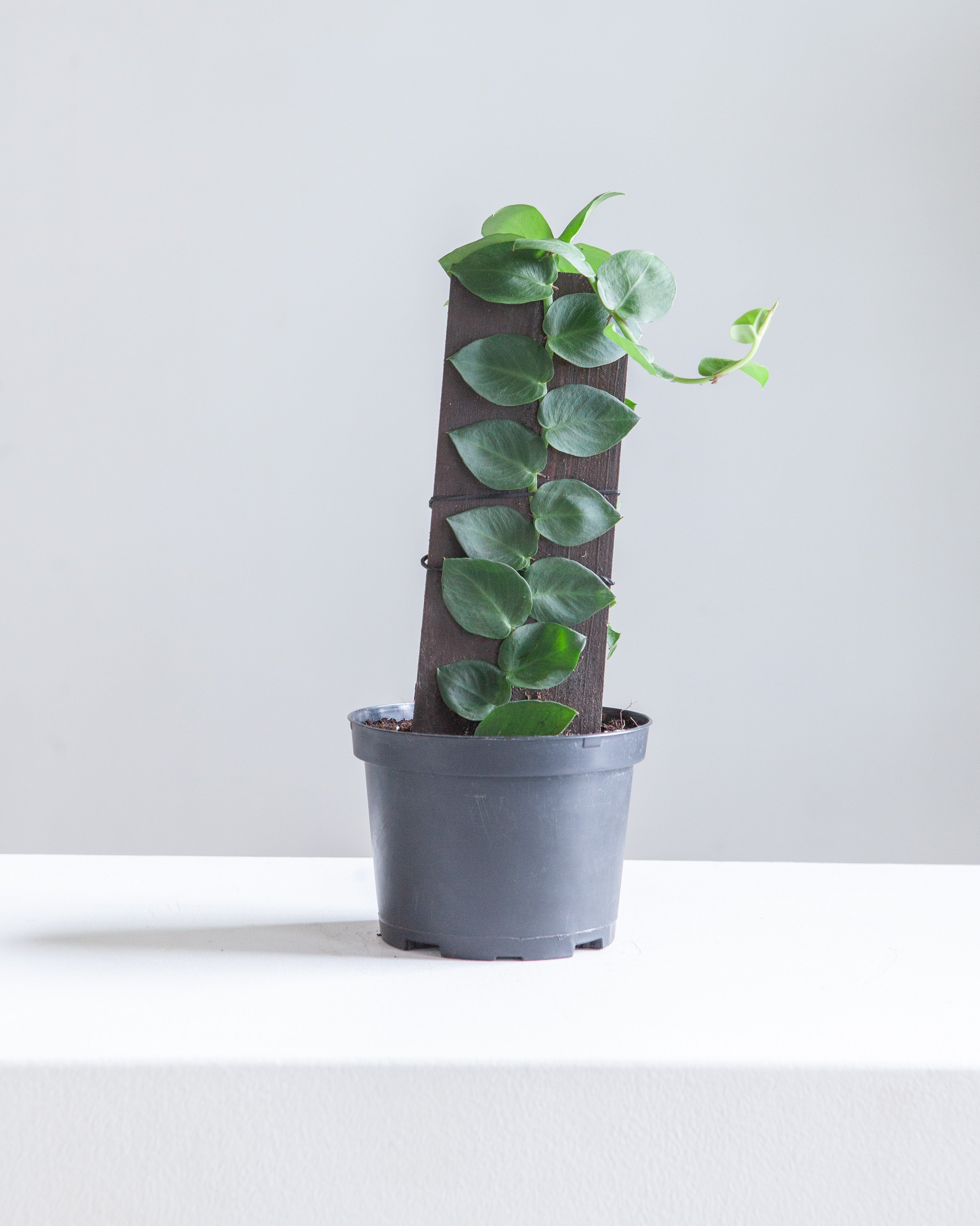 RHAPHIDOPHORA KORTHALSII aka 'SHINGLE PLANT' 6" Grower Pot *COLLECTOR PLANT*