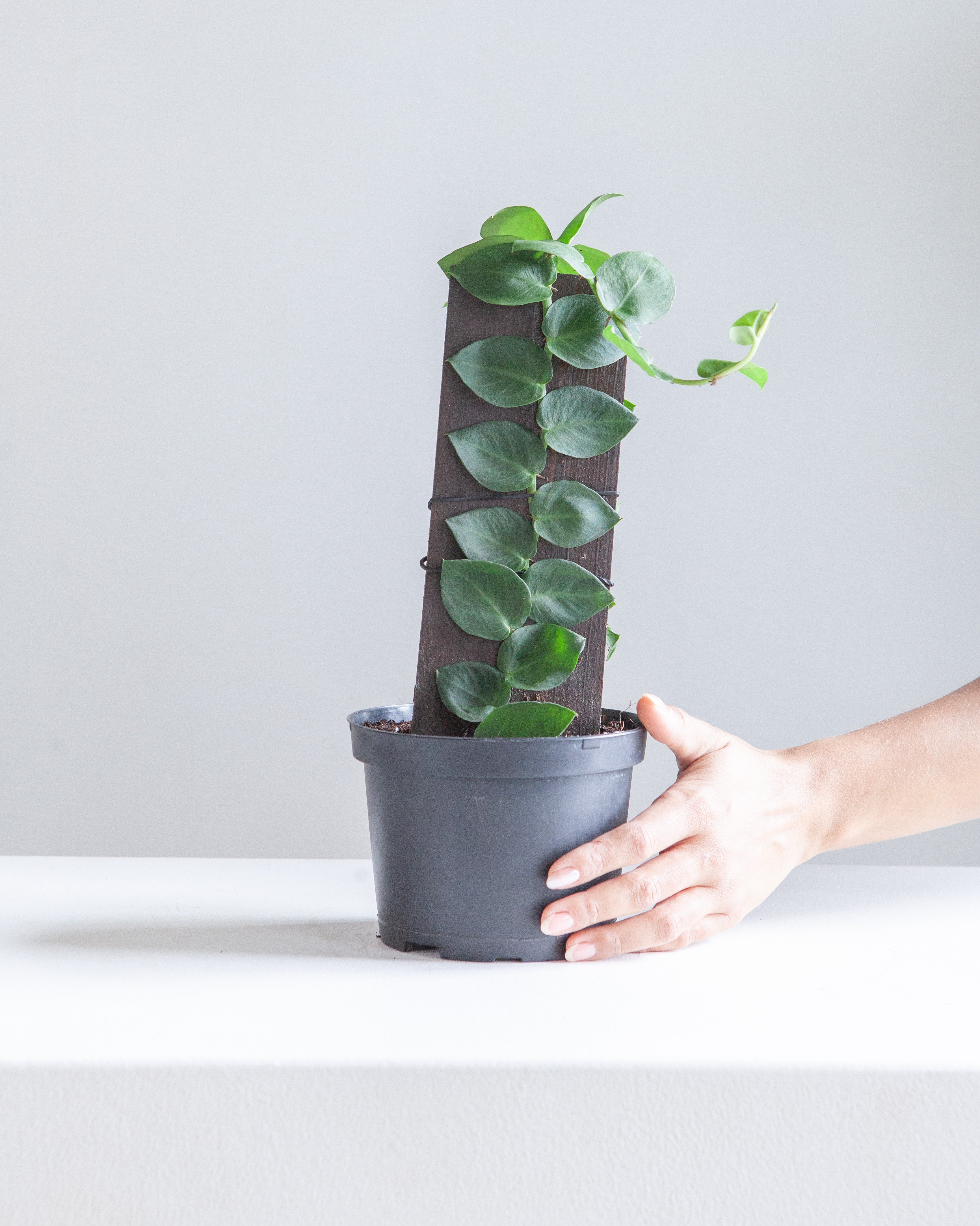 RHAPHIDOPHORA KORTHALSII aka 'SHINGLE PLANT' 6" Grower Pot *COLLECTOR PLANT*