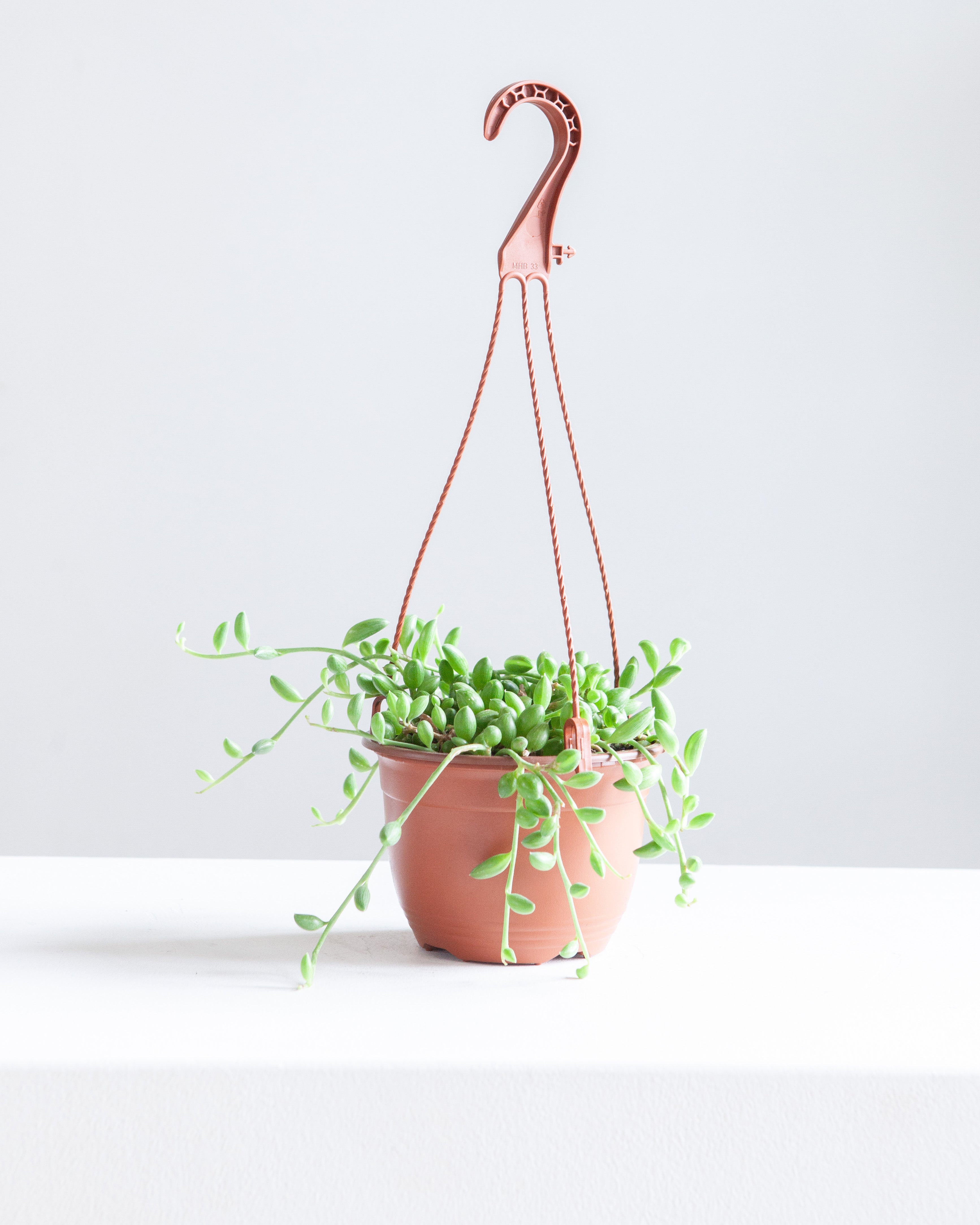6" HANGING BASKET STRING OF WATERMELONS