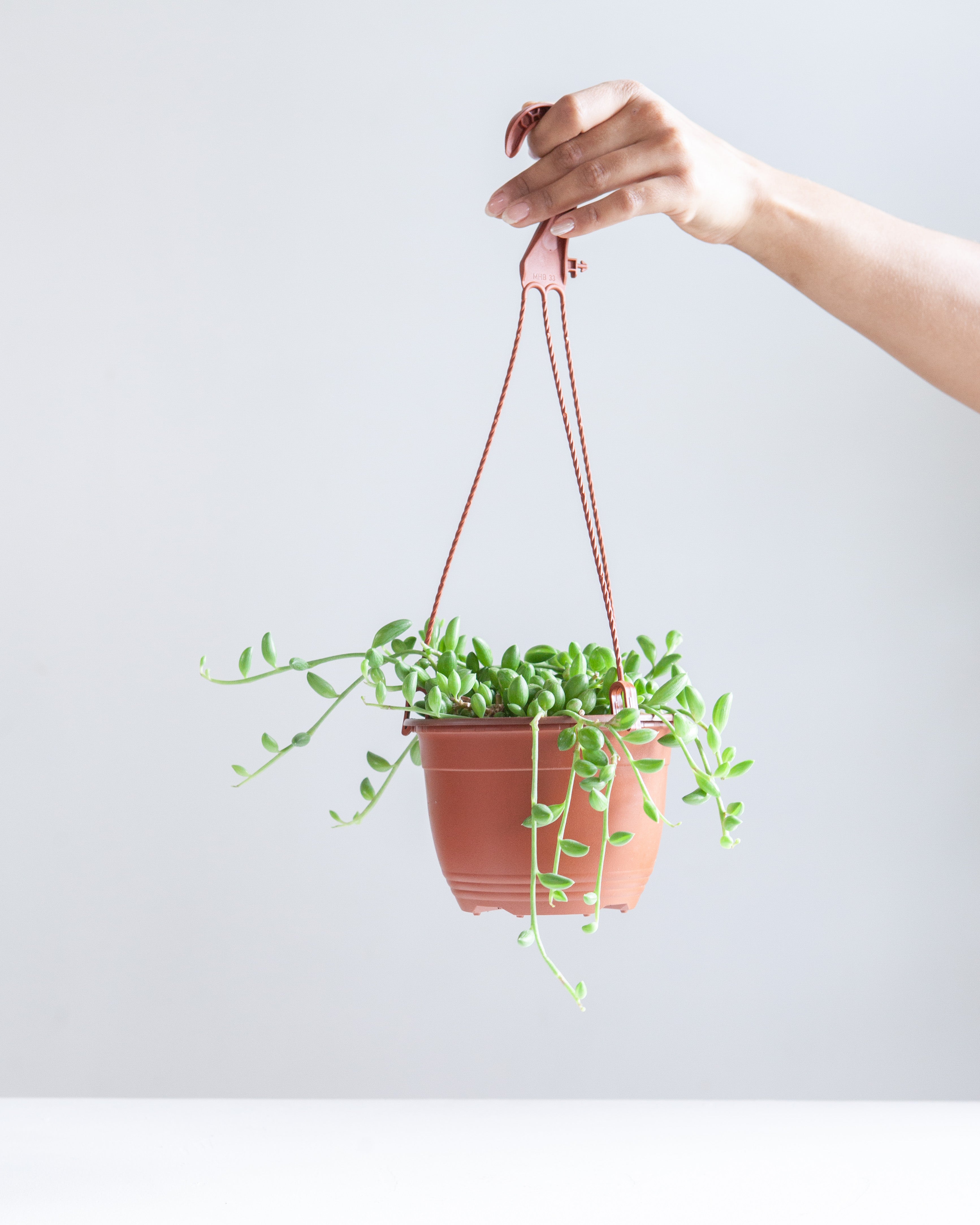 6" HANGING BASKET STRING OF WATERMELONS