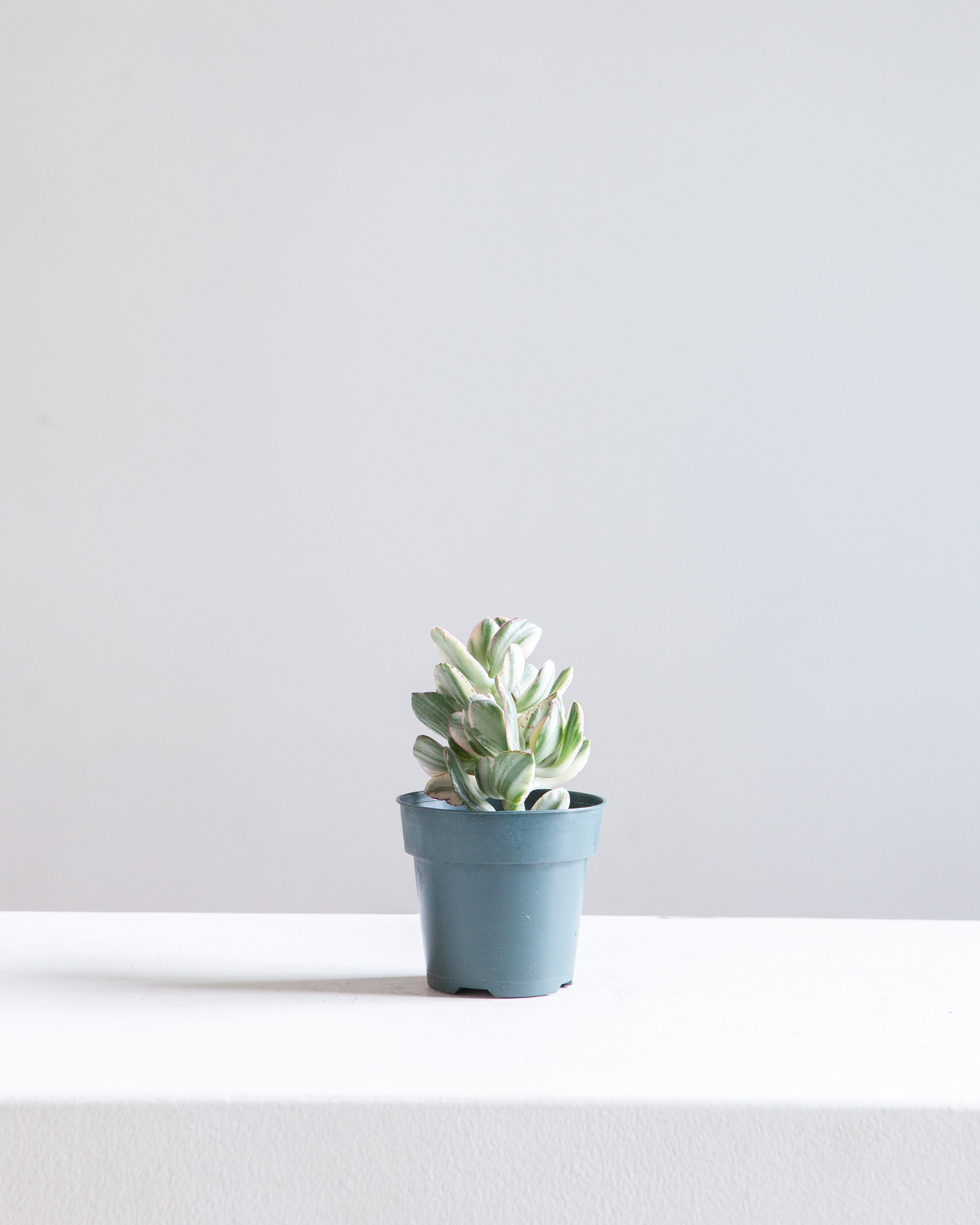 Variegated Jade Plant: Crassula ovata - 4 inch pot