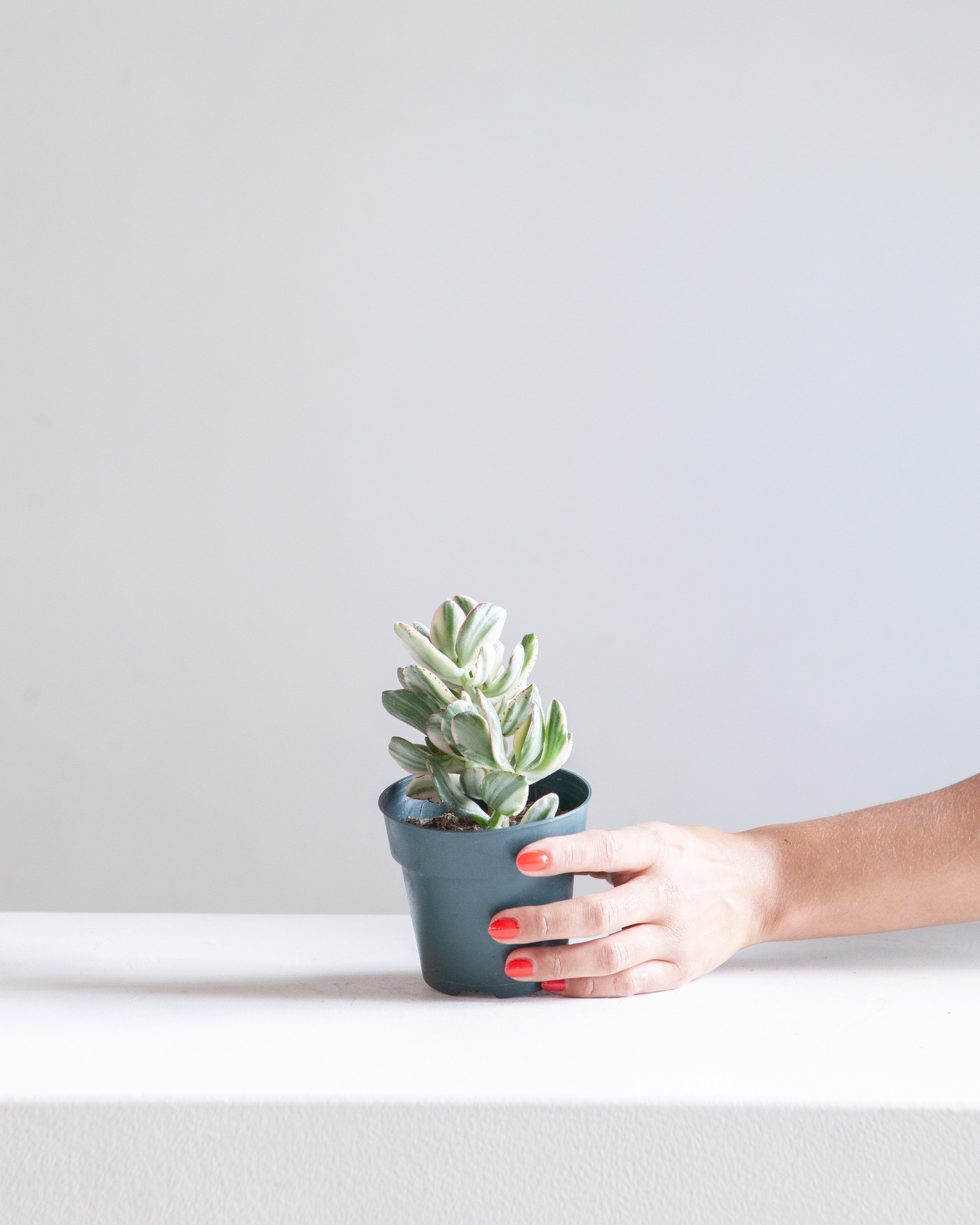 Variegated Jade Plant: Crassula ovata - 4 inch pot