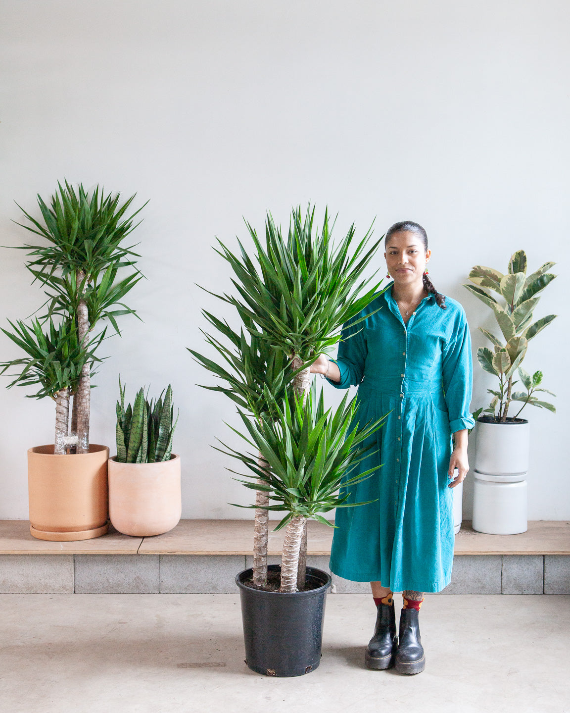 Yucca Staggered Cane: Yucca gigantea - 14 inch pot - 5-6 foot tall