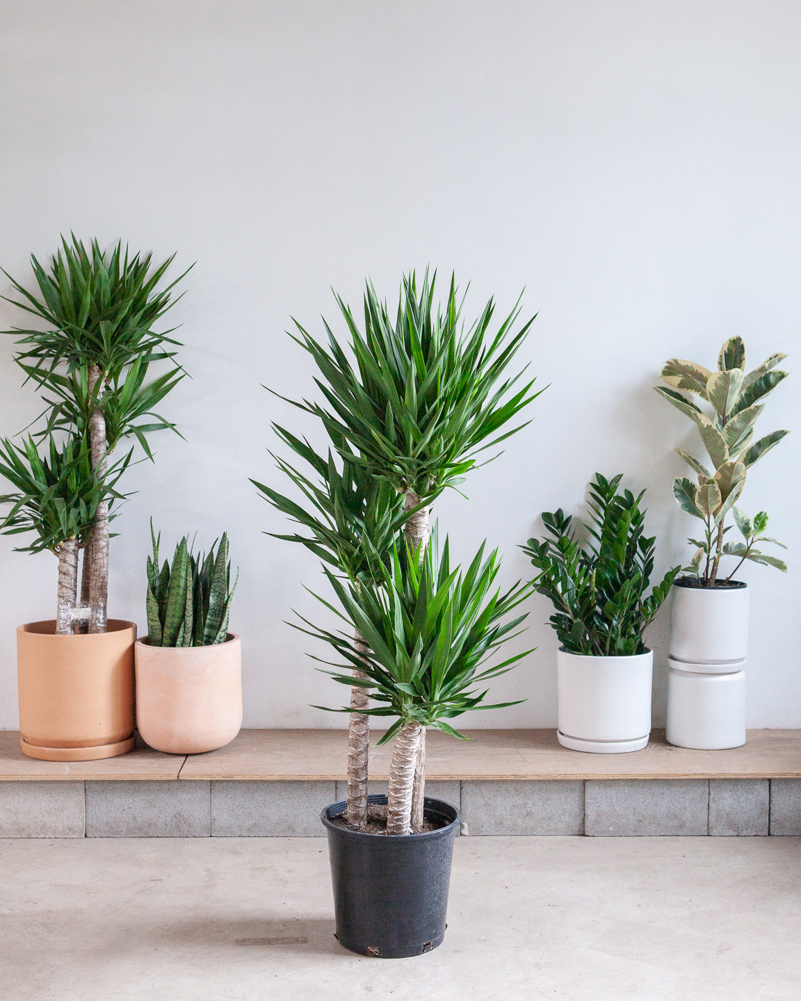 Yucca Staggered Cane: Yucca gigantea - 14 inch pot - 5-6 foot tall