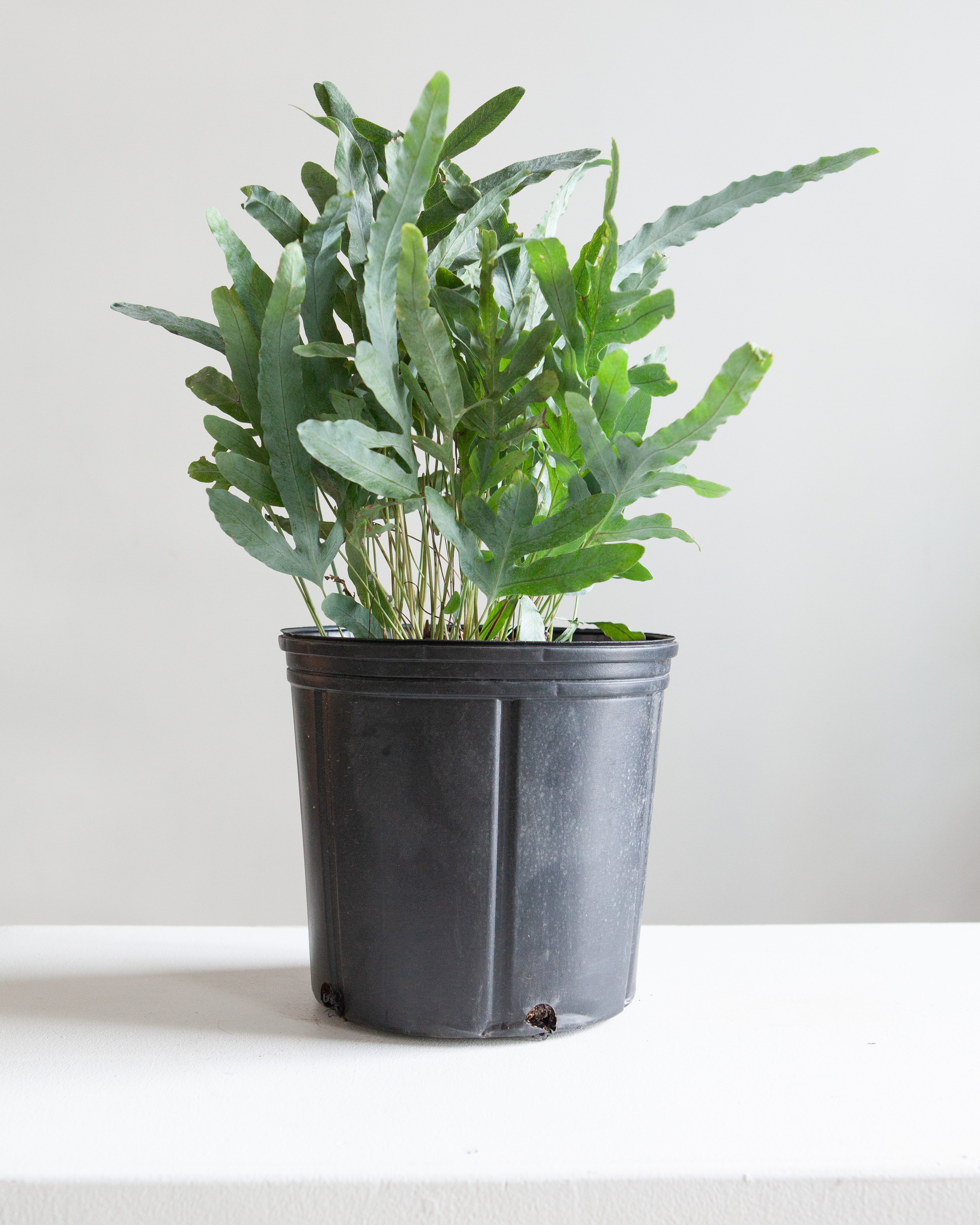 BLUE STAR FERN 10" Grower Pot