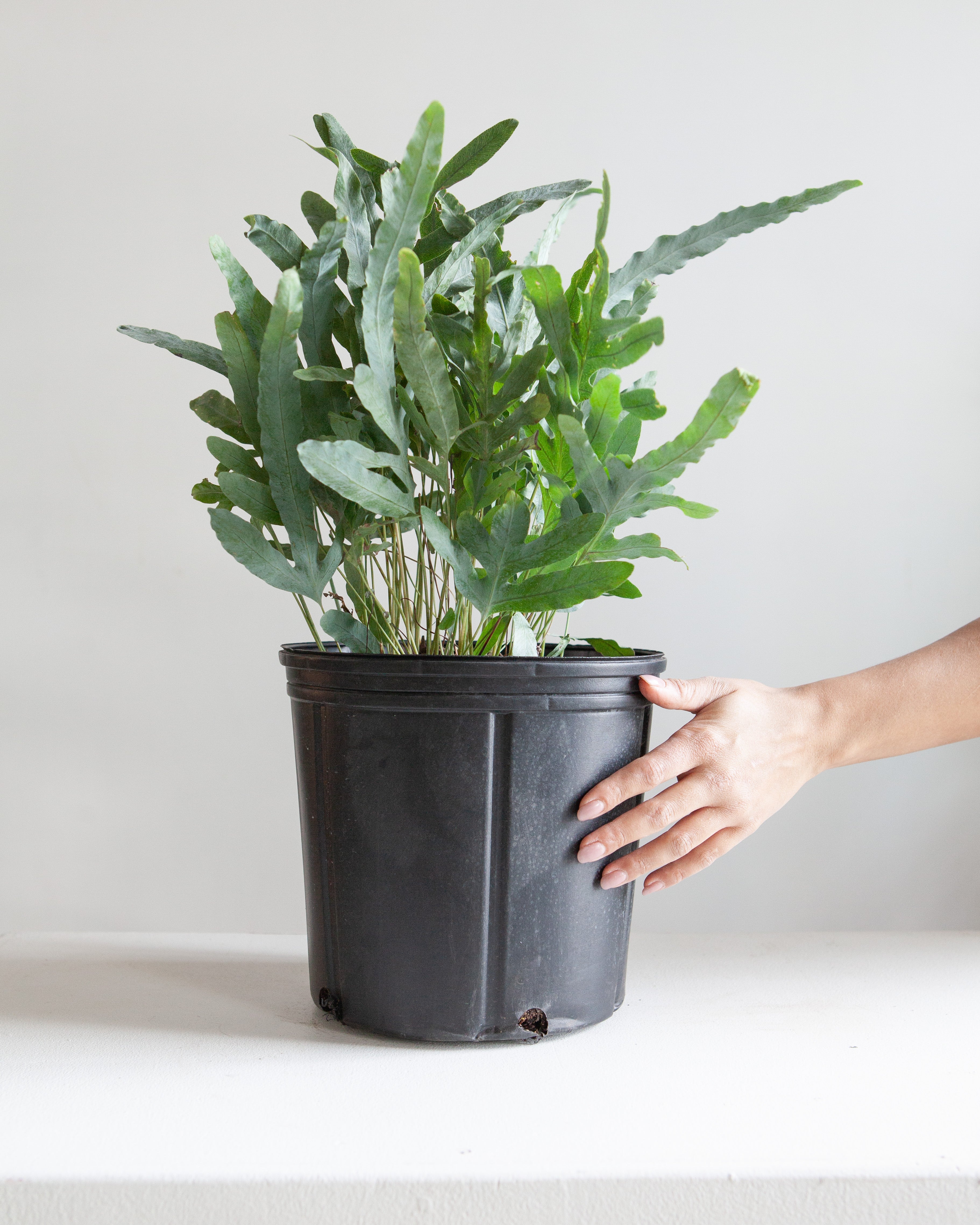 BLUE STAR FERN 10" Grower Pot