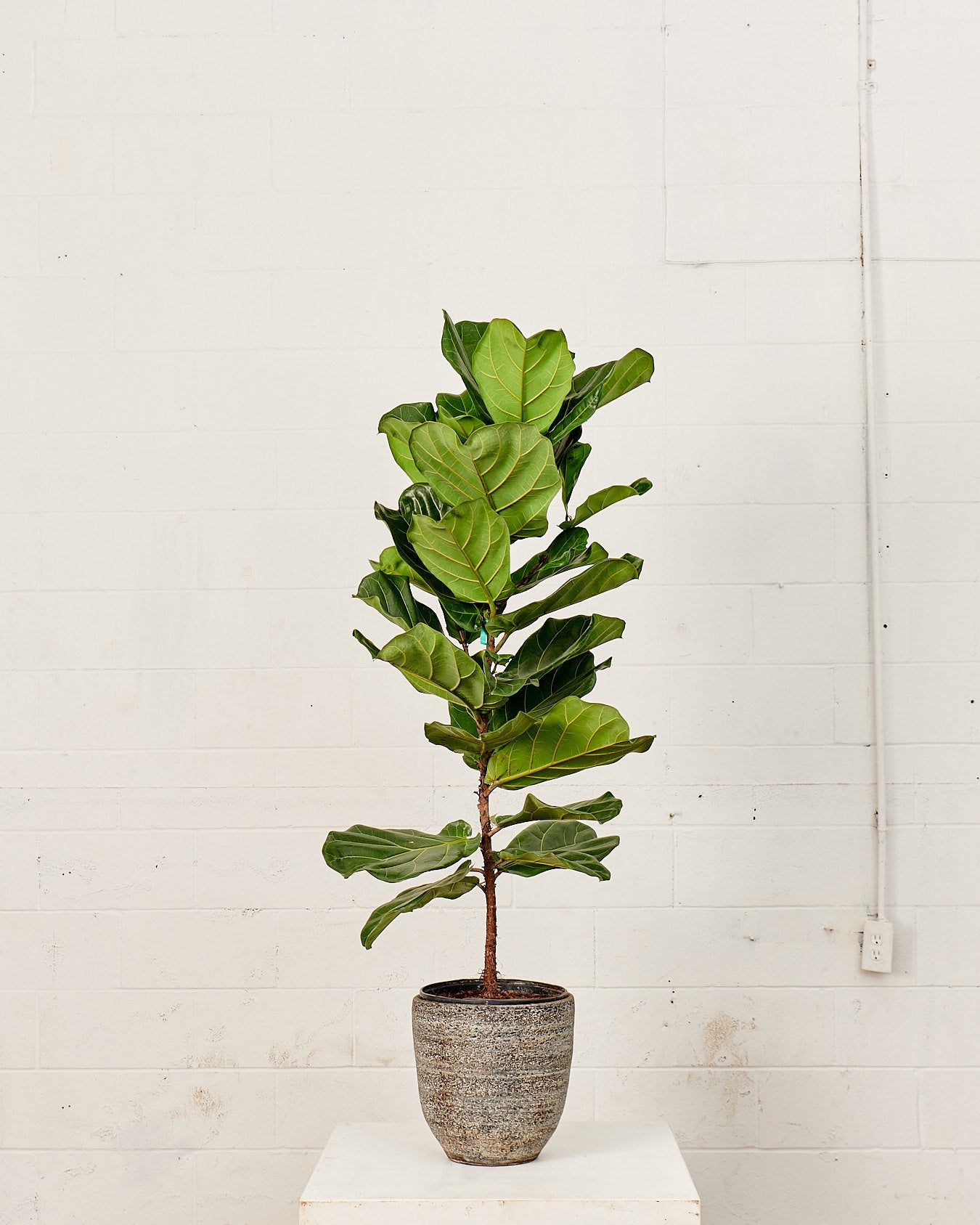 Fiddle Leaf Fig Column: Ficus lyrata - 12 inch pot - 5-5.5 foot tall