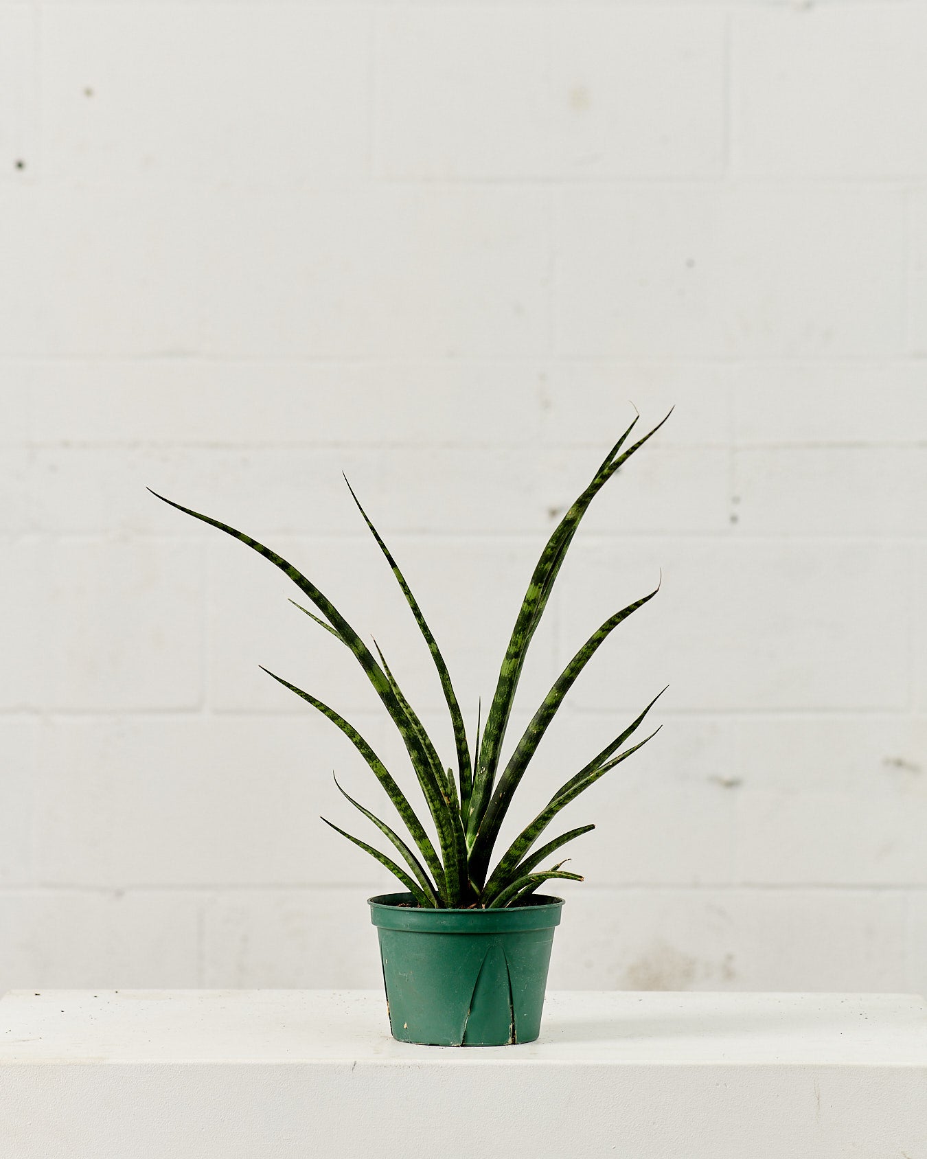 Fernwood Punk Snake Plant: Sansevieria bacularis - 6 inch pot