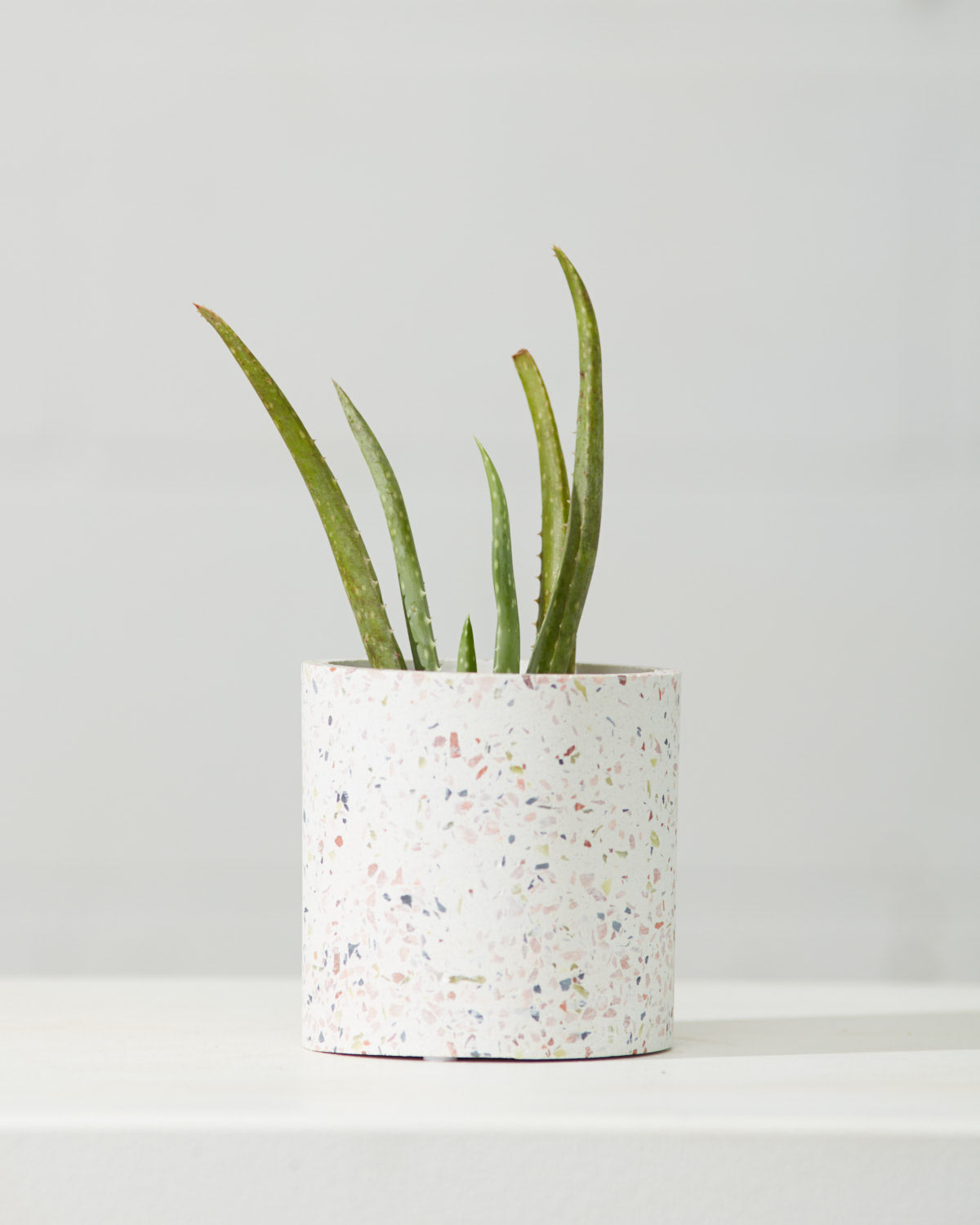 Aloe Vera: Aloe barbadensis - 4 inch pot