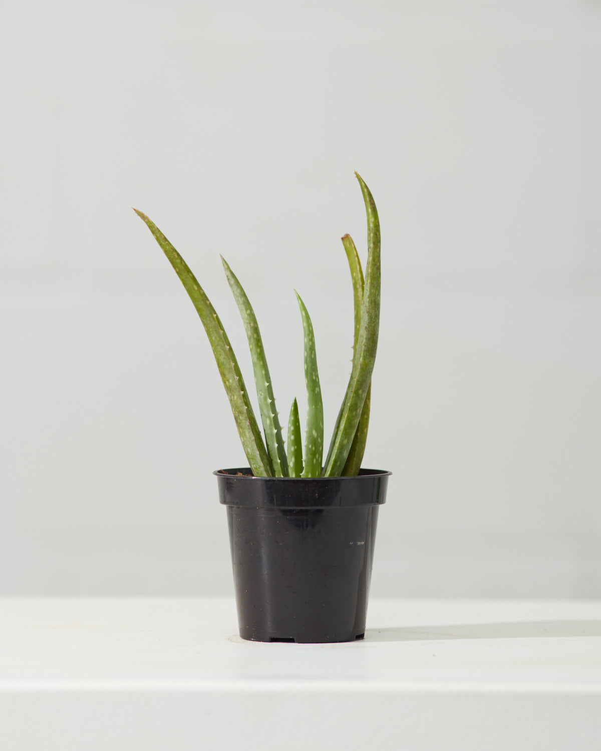 Aloe Vera: Aloe barbadensis - 4 inch pot