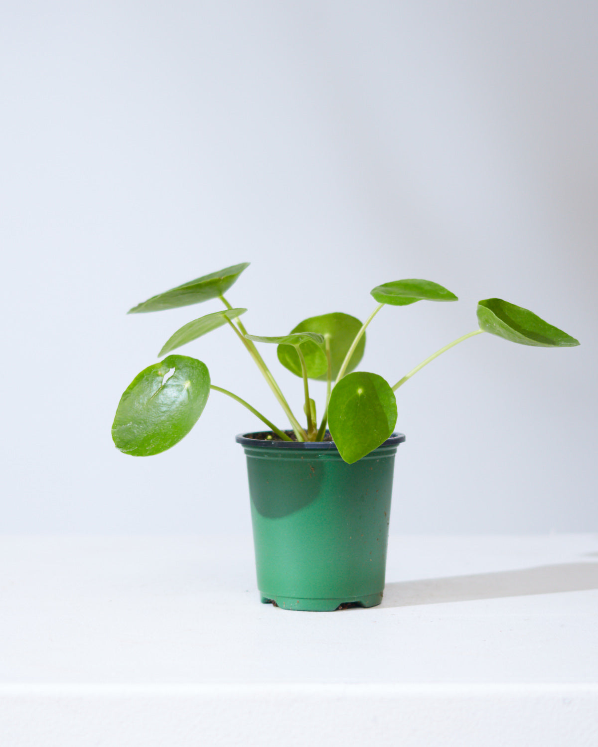 Pass It On Plant: Pilea peperomioides - 4 inch pot