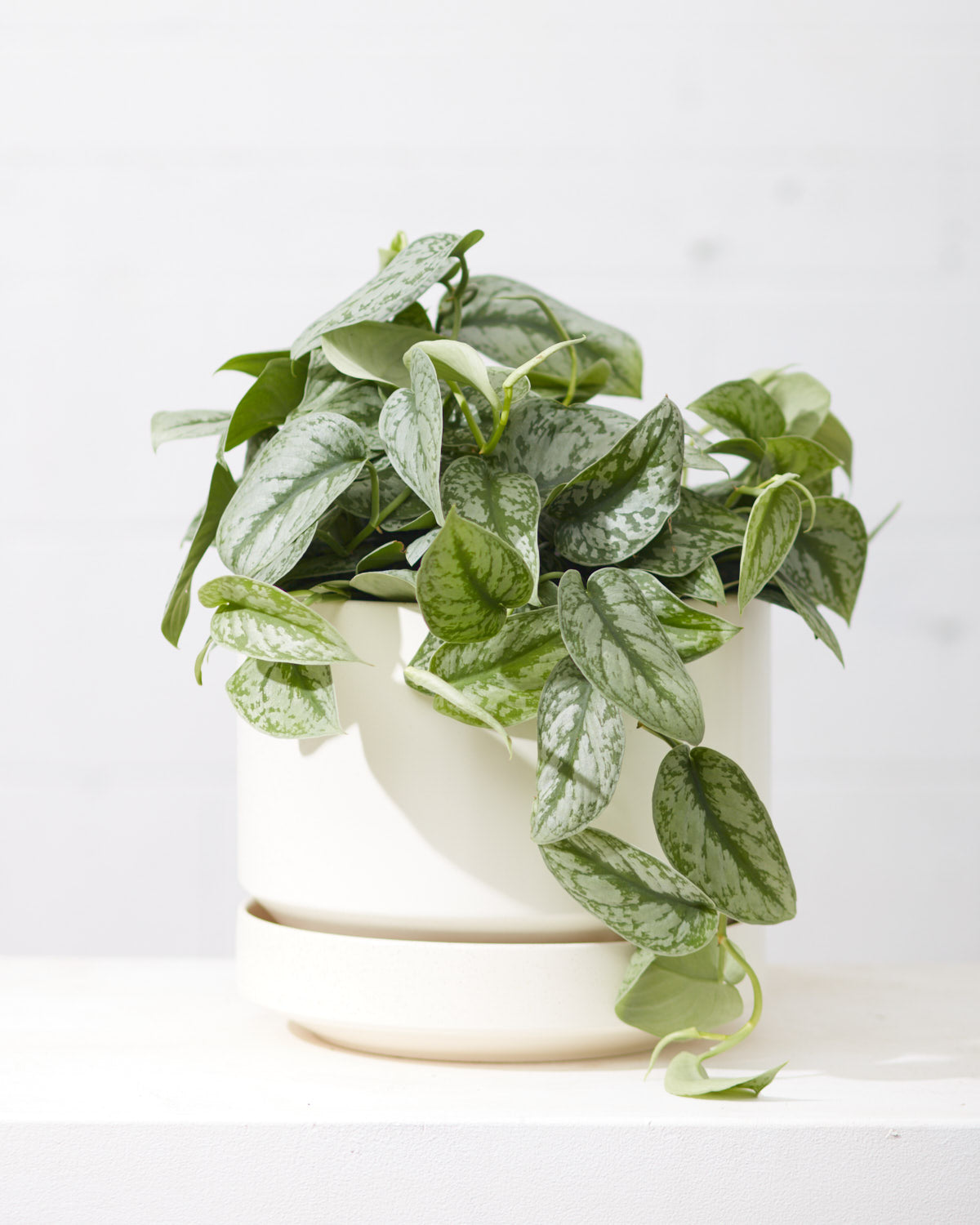 Silver Satin Pothos: Scindapsus pictus 'Exotica' - 8 inch hanging basket