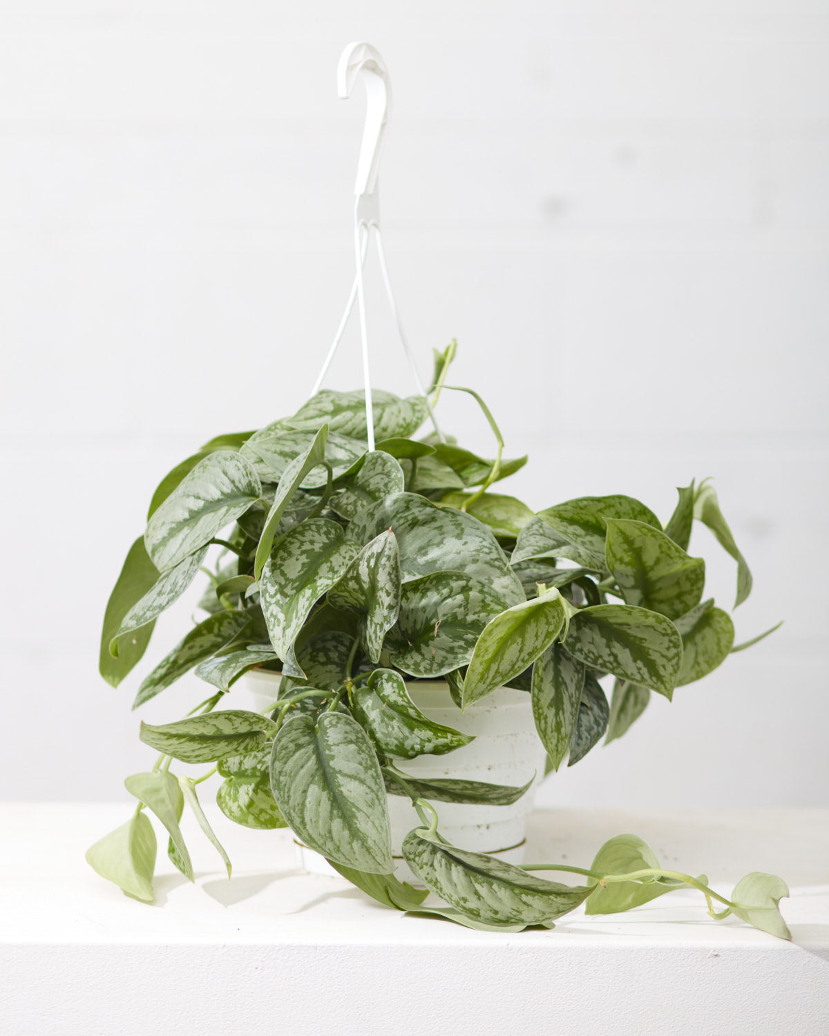 hanging silver pothos Silver Satin Pothos: Scindapsus pictus 'Exotica'