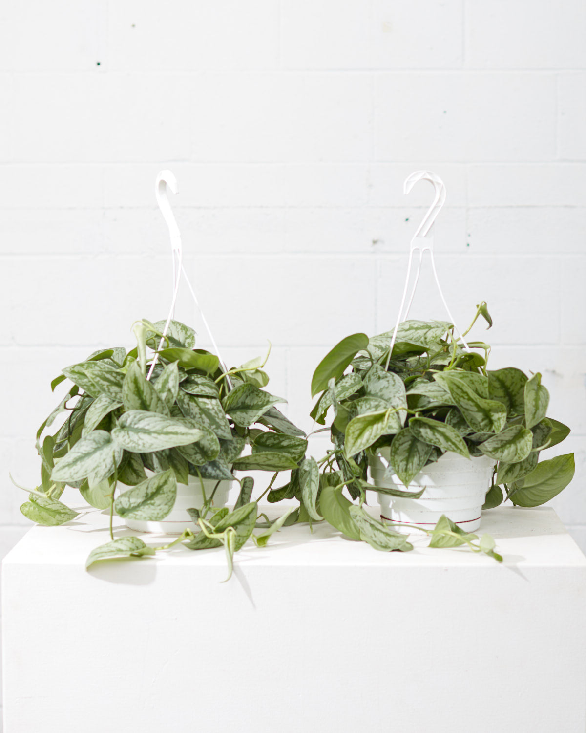 Silver Satin Pothos: Scindapsus pictus 'Exotica' - 8 inch hanging basket