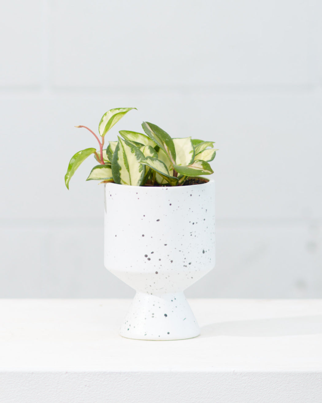 Crimson Princess Wax Plant: Hoya carnosa - 4 inch pot