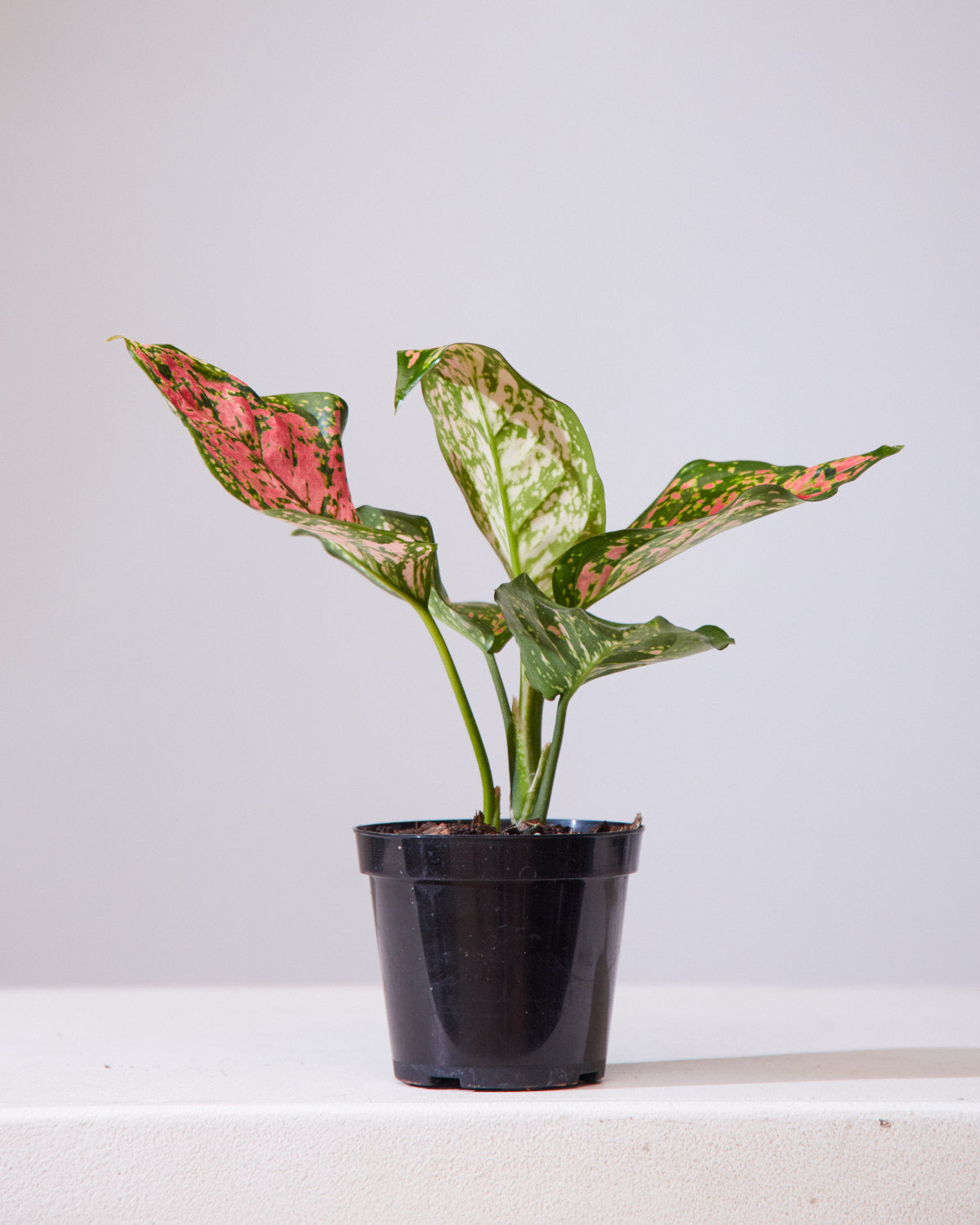 Lady Valentine Chinese Evergreen: Aglaonema anyamanee - 5 inch pot