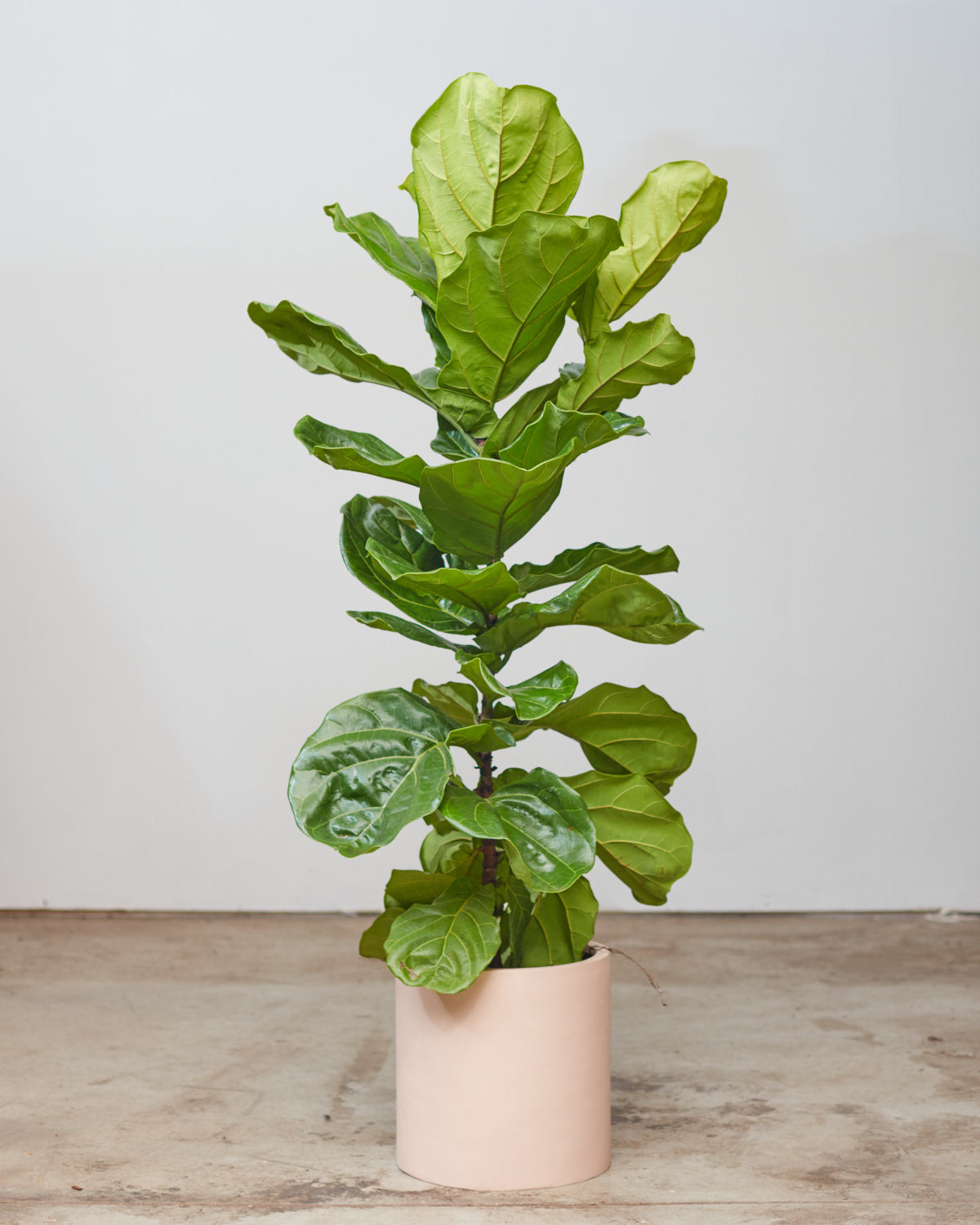 Fiddle Leaf Fig Column: Ficus lyrata - 12 inch pot - 5-5.5 foot tall