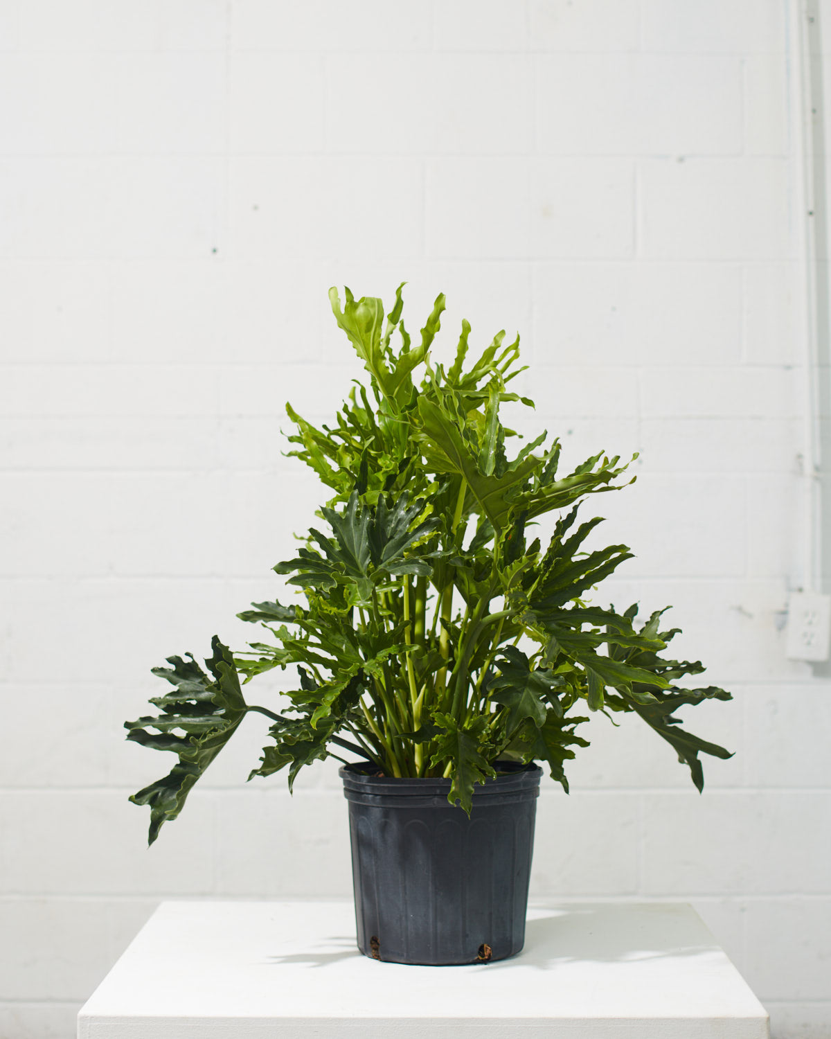 Hope Selloum: Philodendron bipinnatifidum - 10 inch pot - 2-3 foot tall