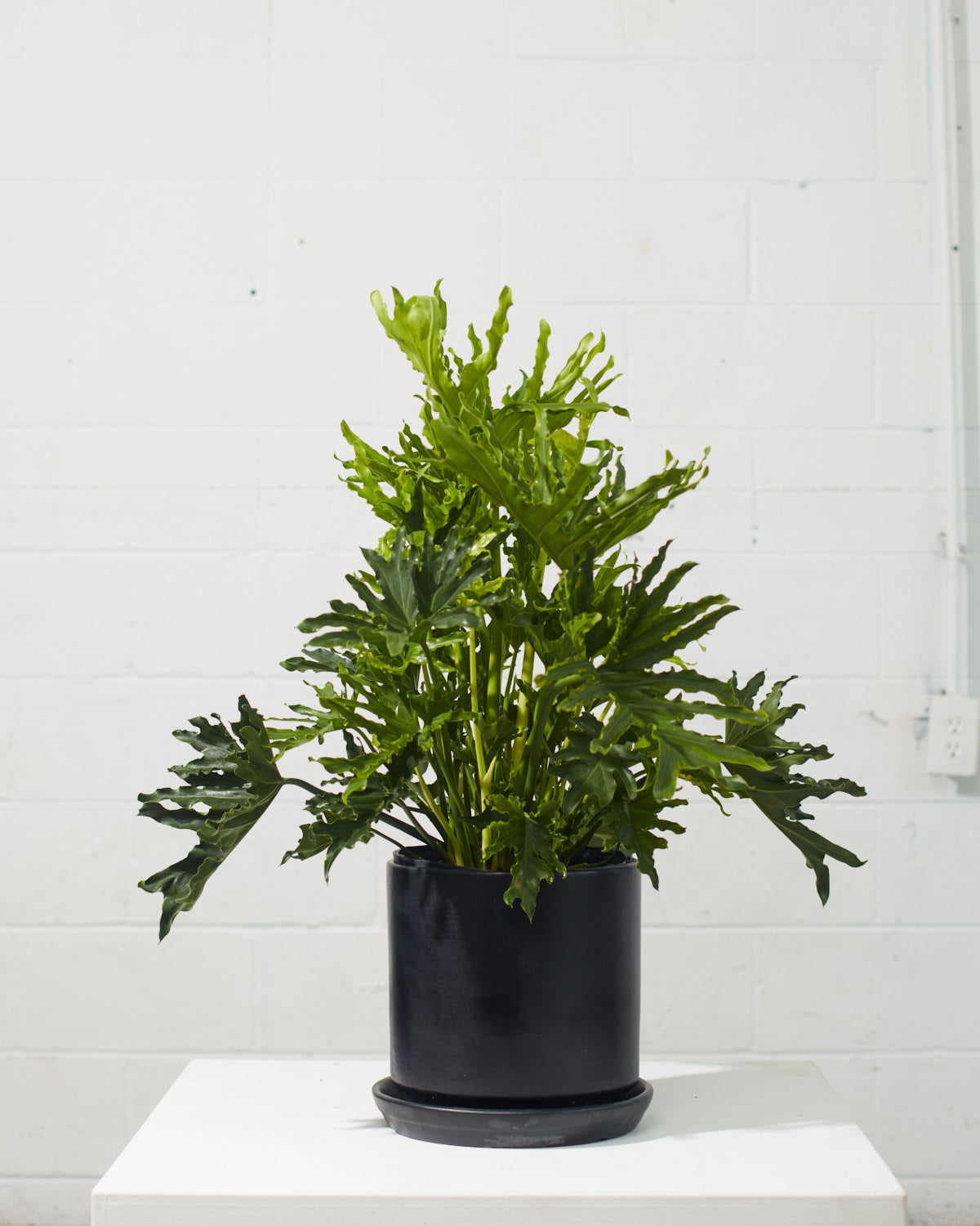Hope Selloum: Philodendron bipinnatifidum - 10 inch pot - 2-3 foot tall