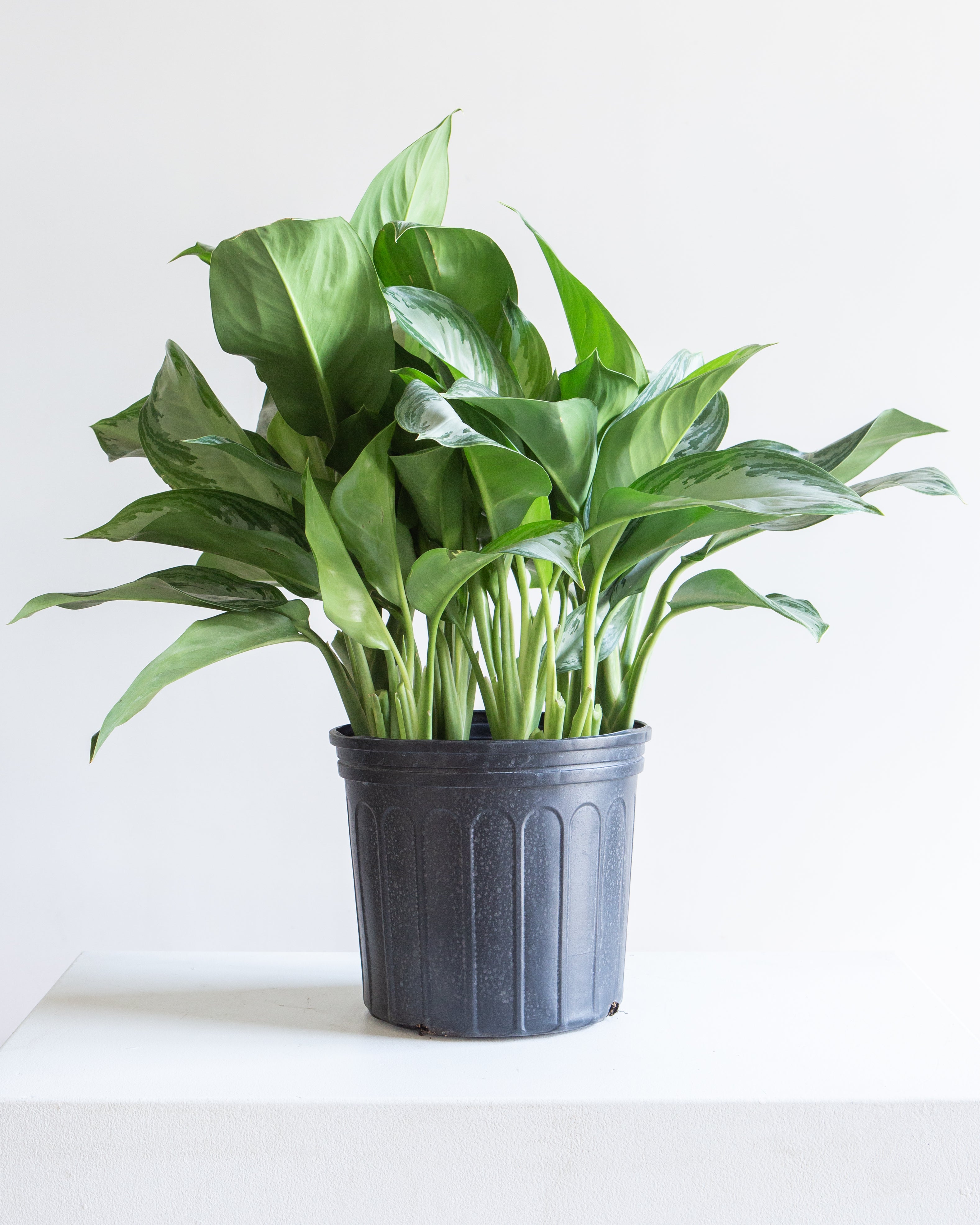 aglaonema silver bay in pot Silver Bay Chinese Evergreen: Aglaonema