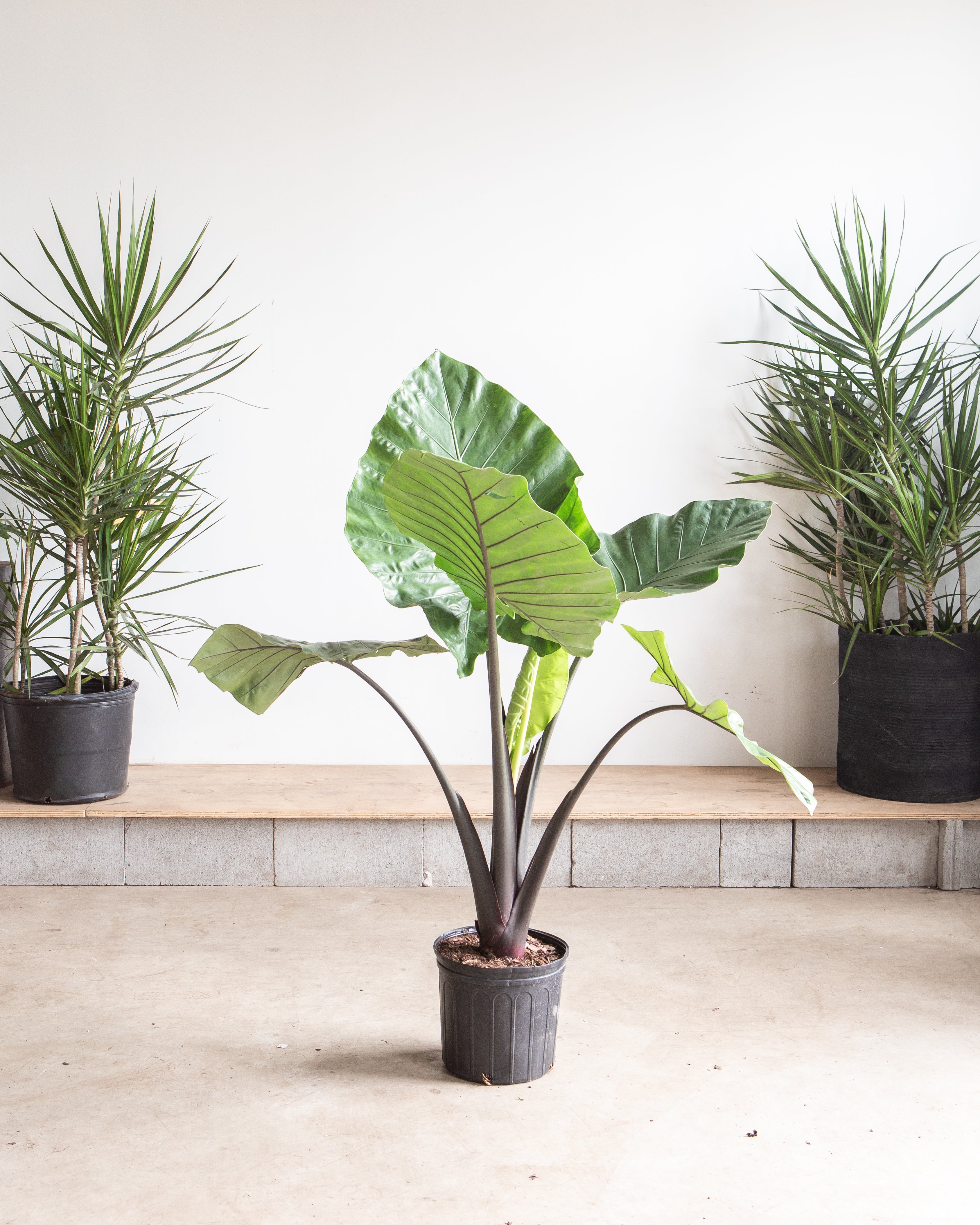 ALOCASIA 'DARK STAR' 10" Grower Pot