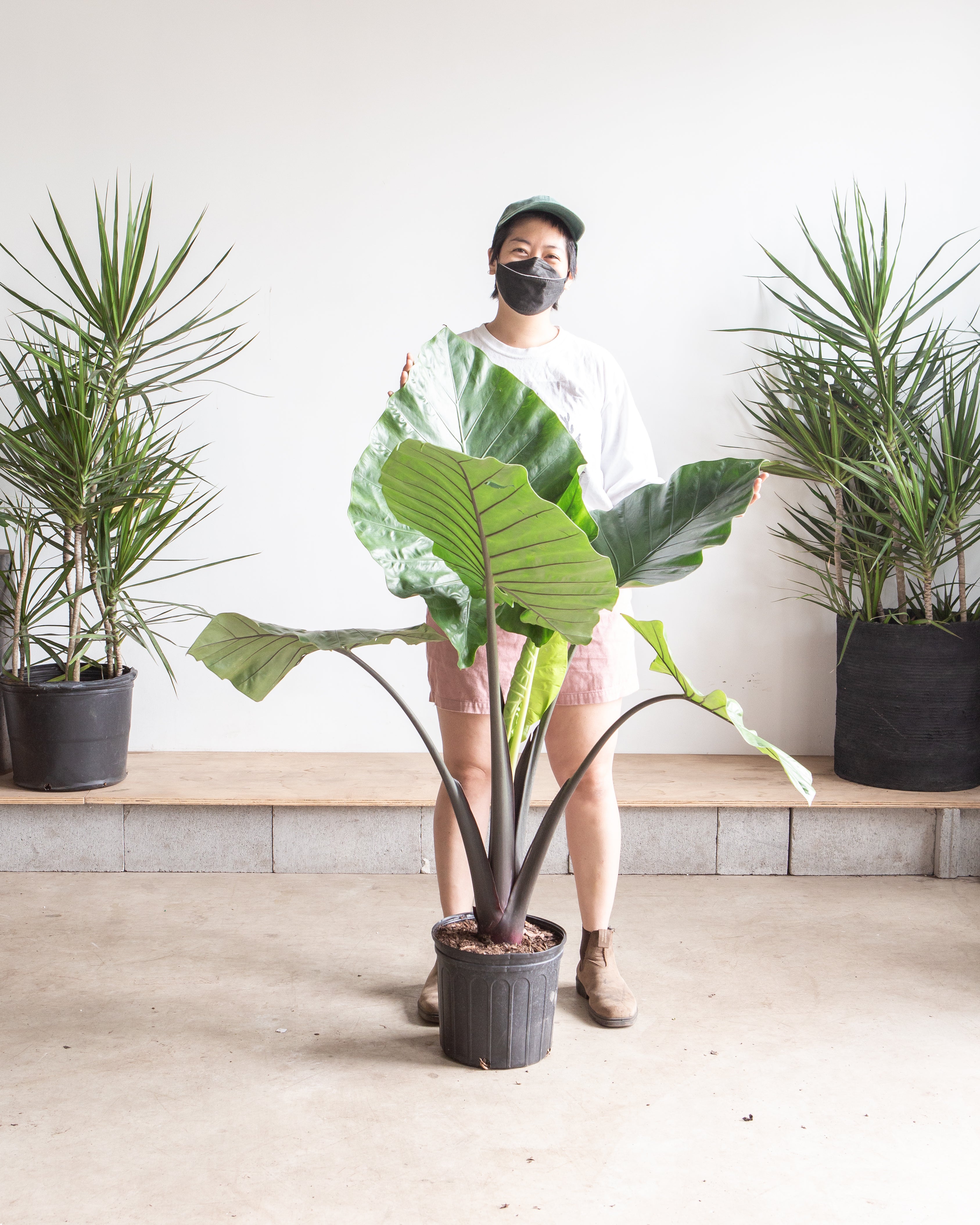 ALOCASIA 'DARK STAR' 10" Grower Pot