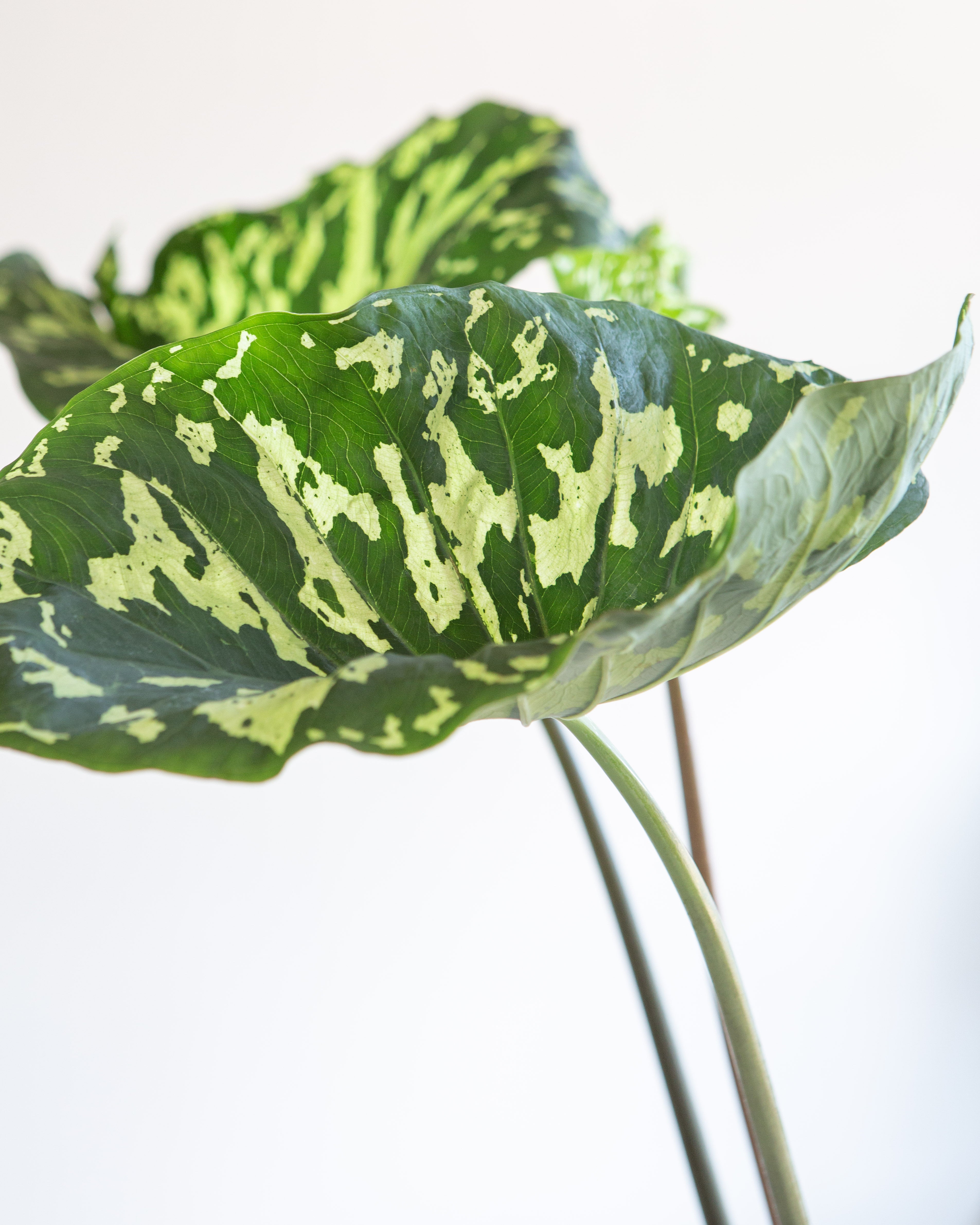 ALOCASIA 'HILO BEAUTY' 10" Grower Pot