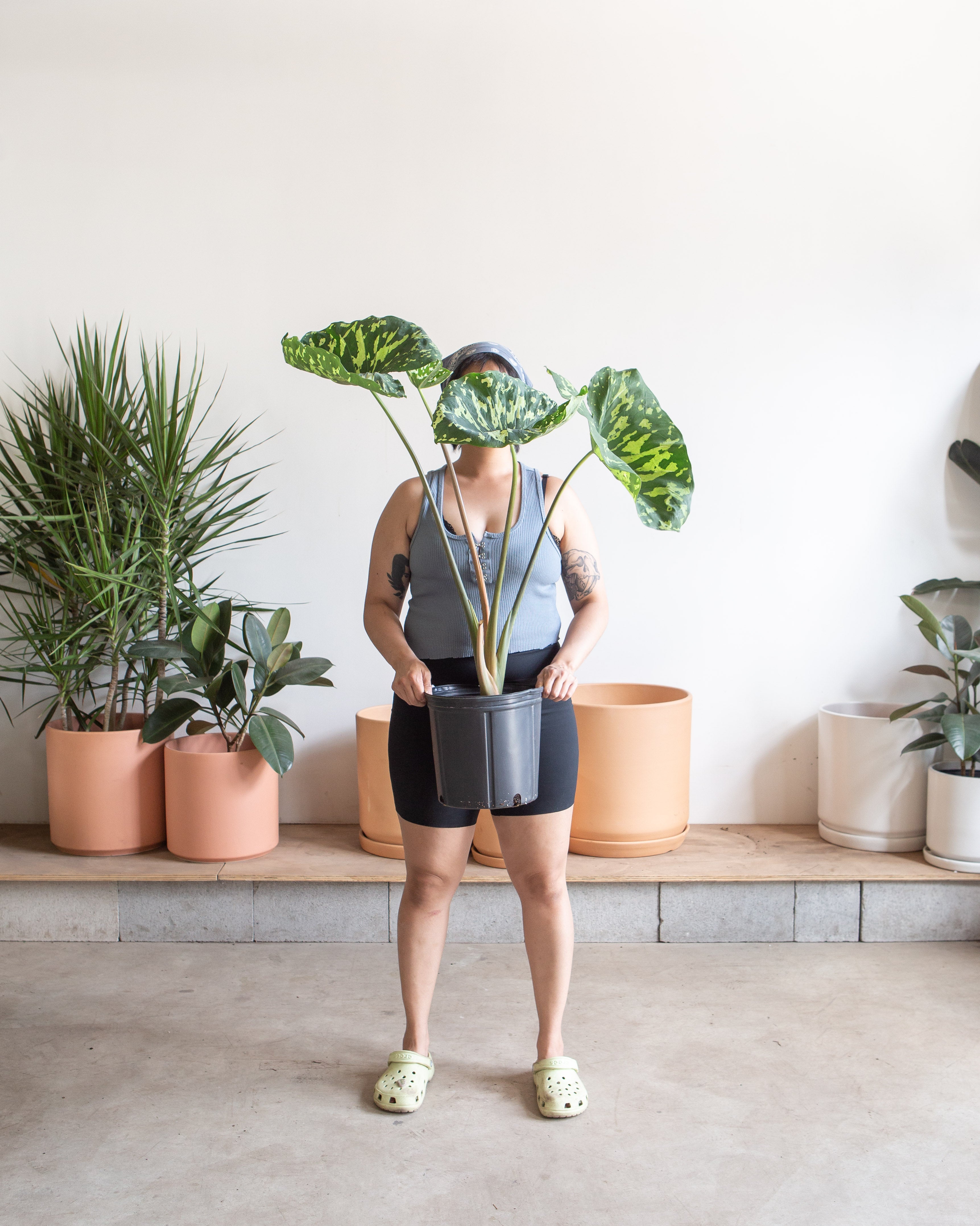 ALOCASIA 'HILO BEAUTY' 10" Grower Pot