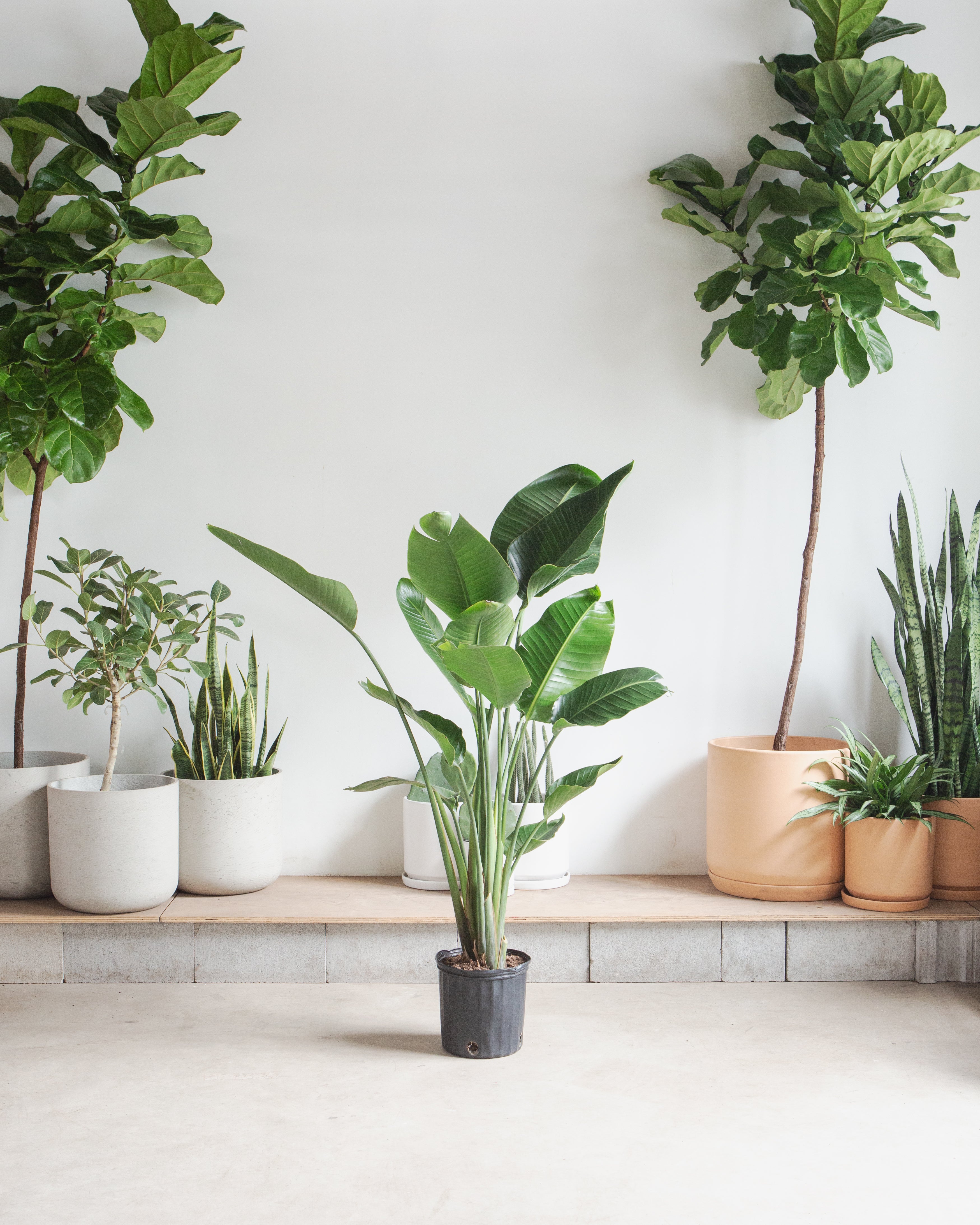 White Bird of Paradise: Strelitzia nicolai - 10 inch pot - 3-6 foot tall