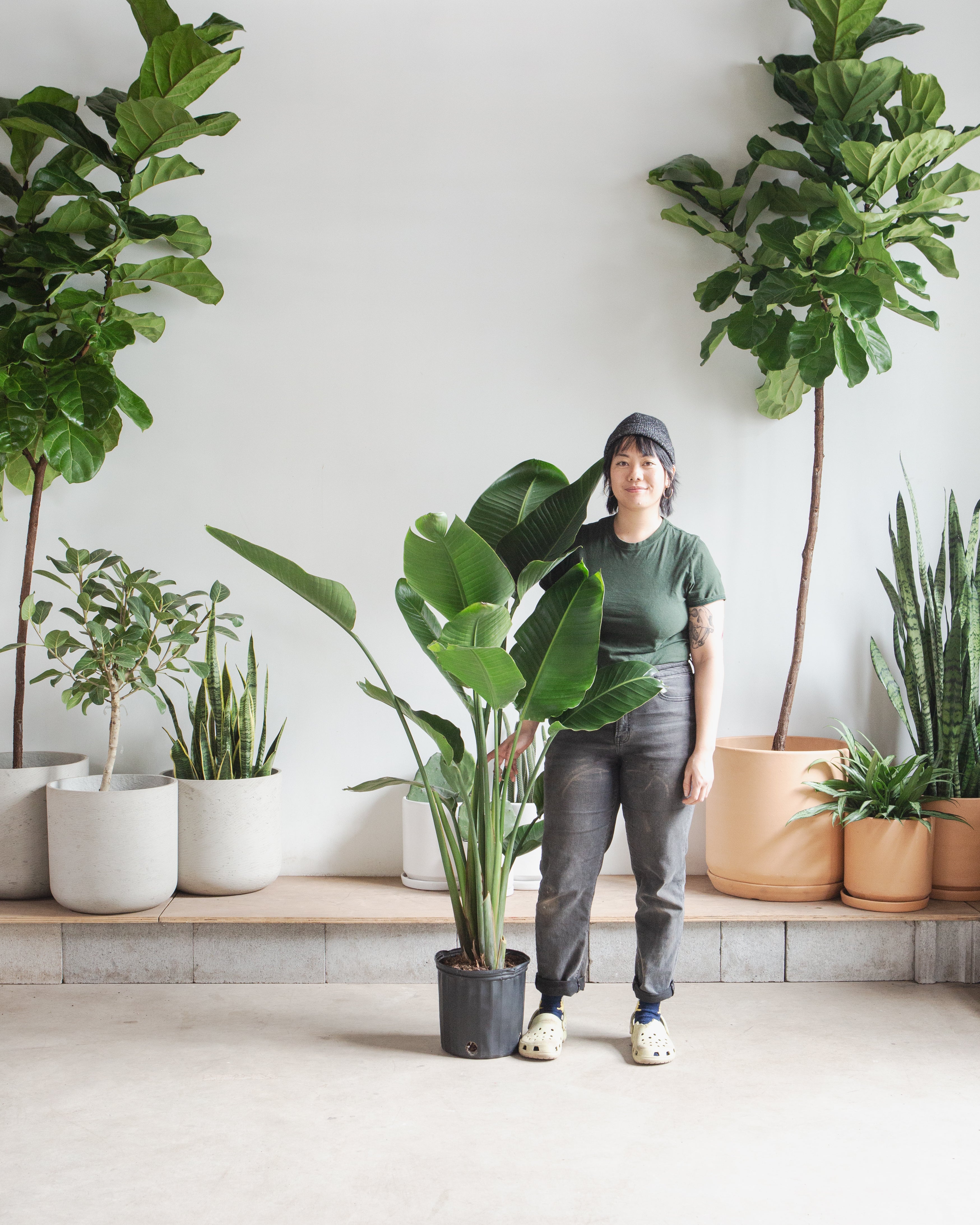 White Bird of Paradise: Strelitzia nicolai - 10 inch pot - 3-6 foot tall