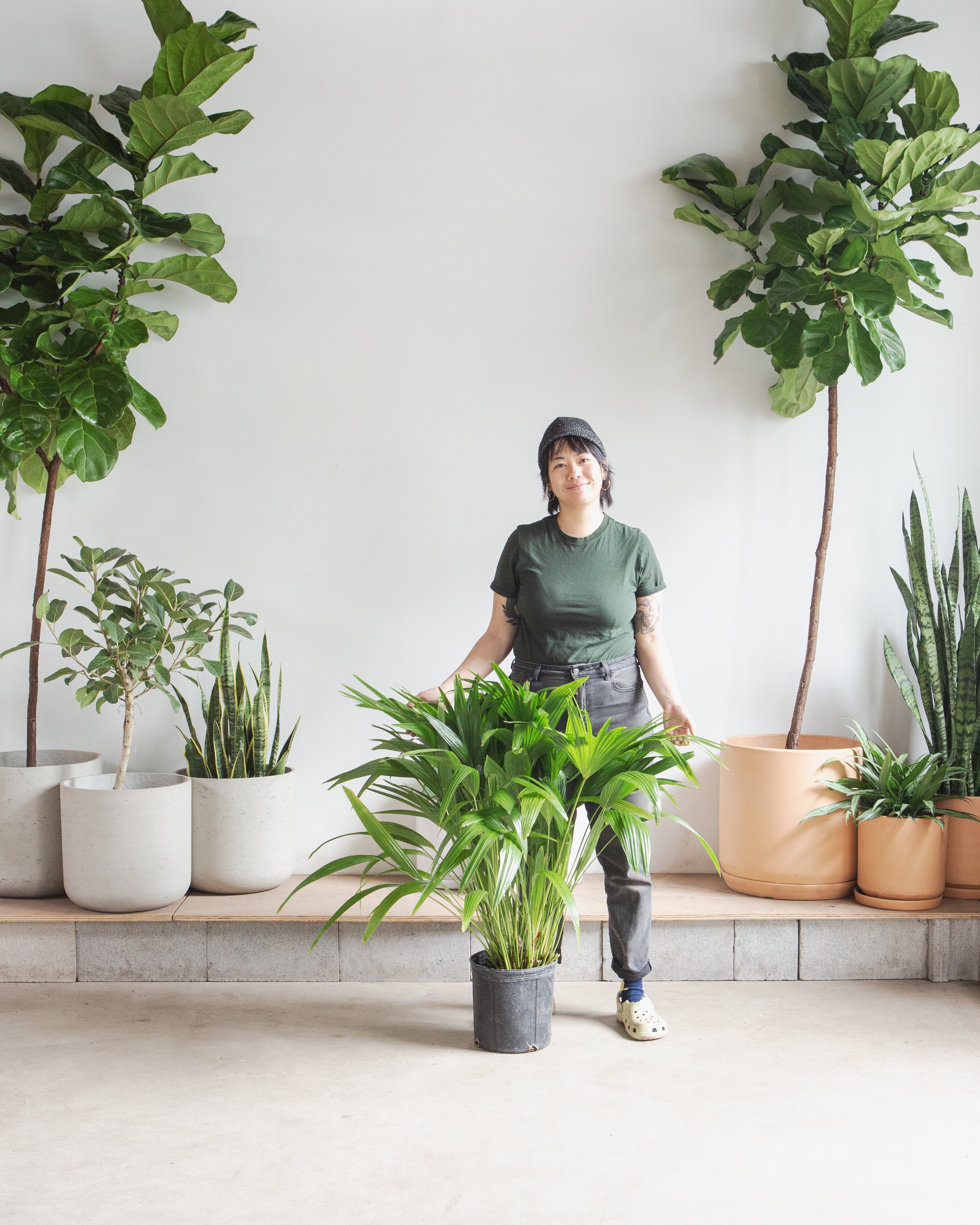 Chinese Fan Palm: Livistona chinensis - 10 inch pot - 3-4 foot tall