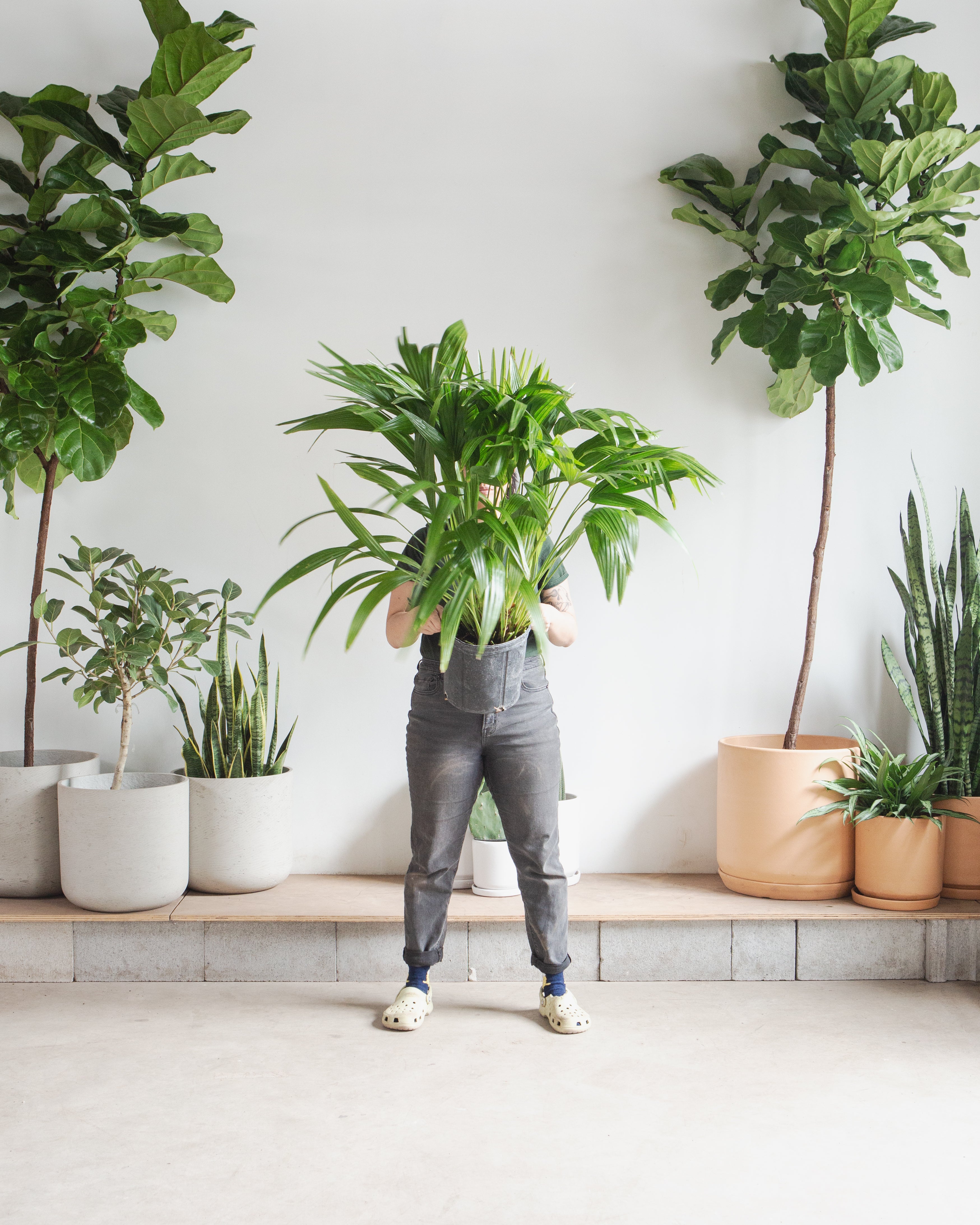 Chinese Fan Palm: Livistona chinensis - 10 inch pot - 3-4 foot tall