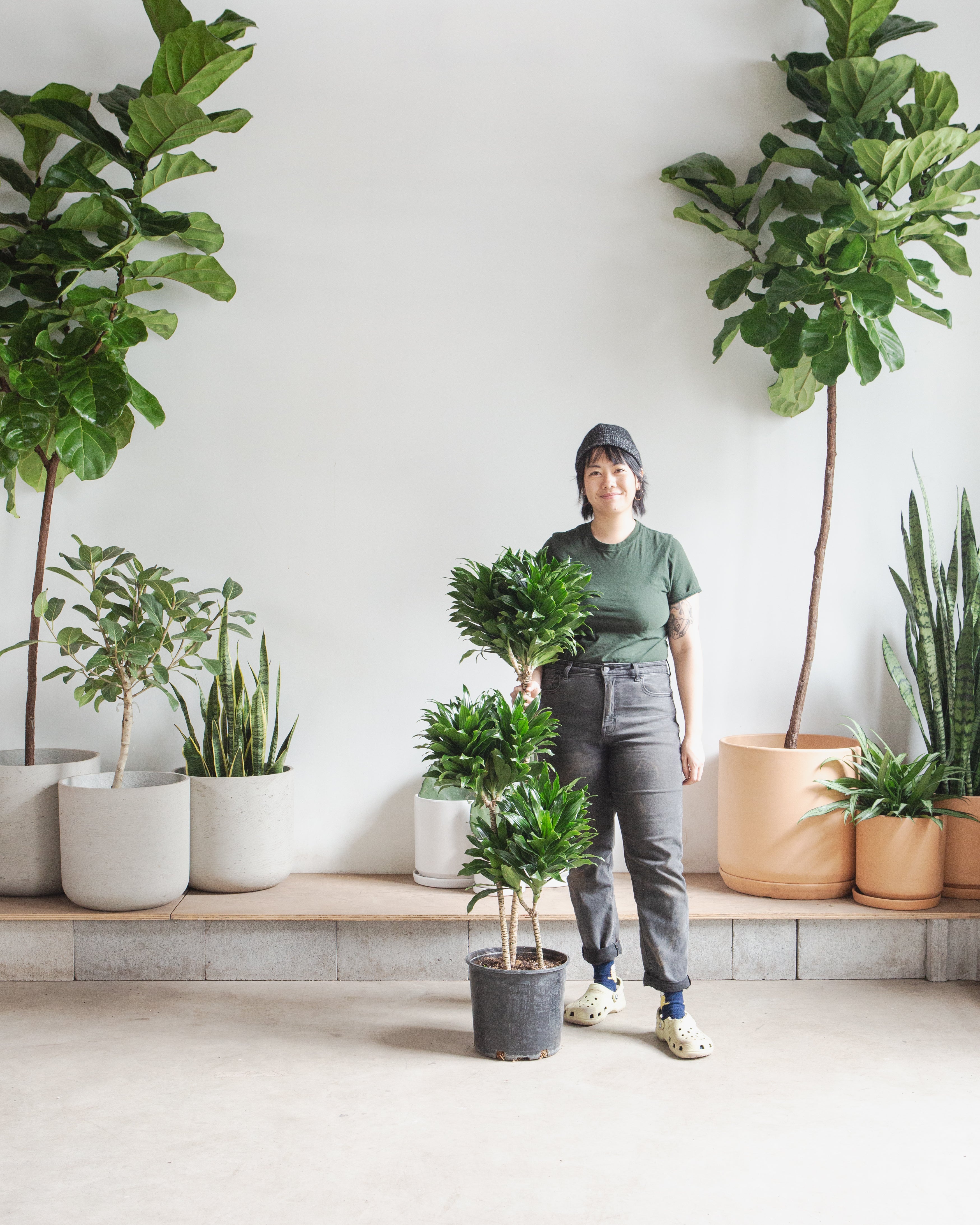DRACAENA JANET CRAIG COMPACTA CUTBACK 10" Grower Pot (4' tall)