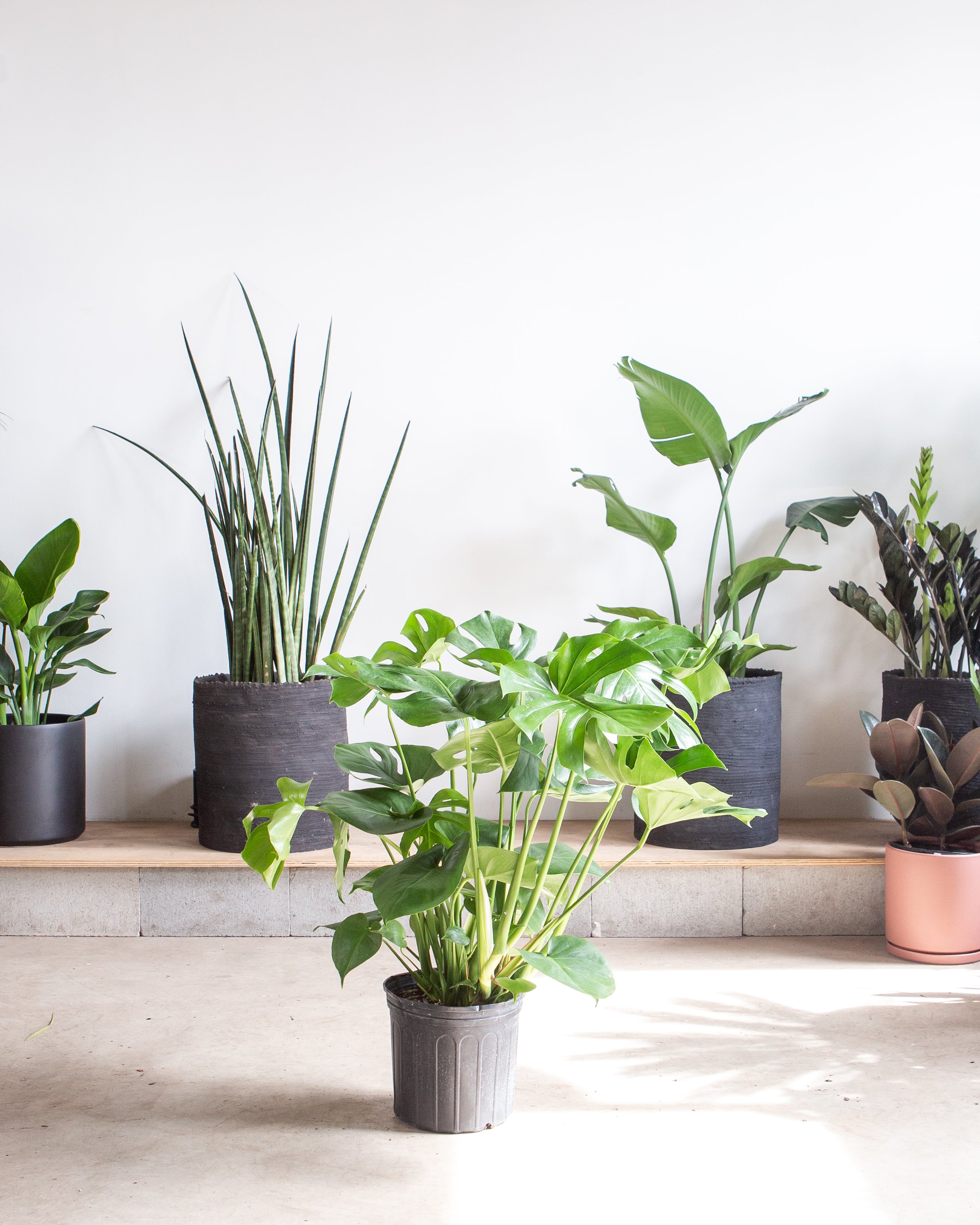 Swiss Cheese Plant: Monstera deliciosa - 10 inch pot - 2-3 foot tall