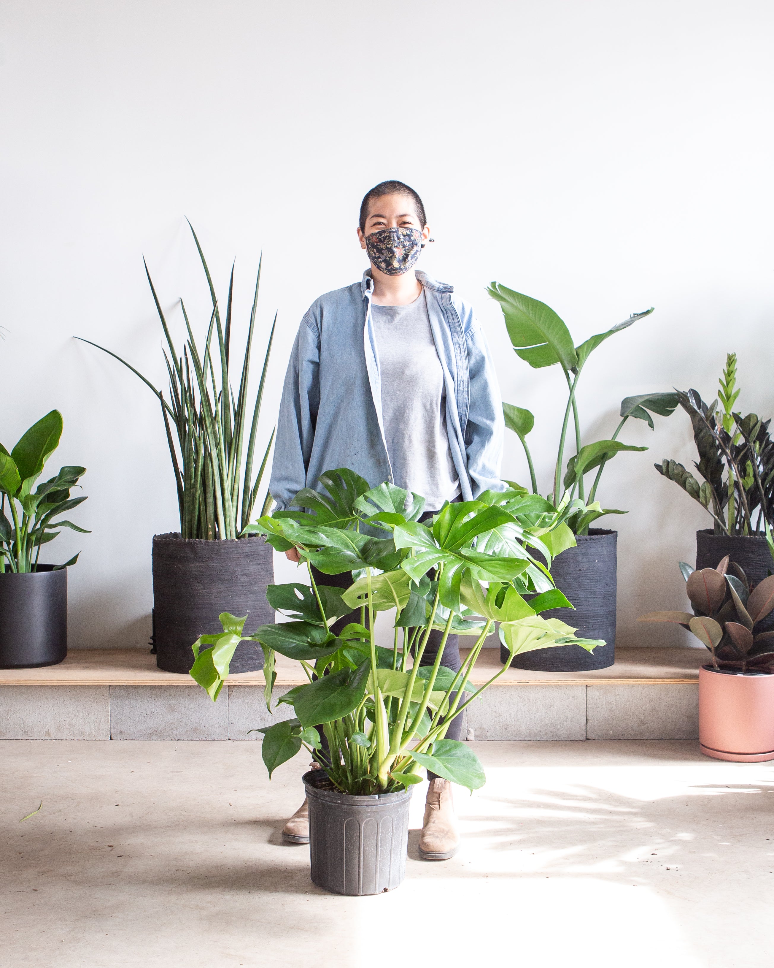 Swiss Cheese Plant: Monstera deliciosa - 10 inch pot - 2-3 foot tall