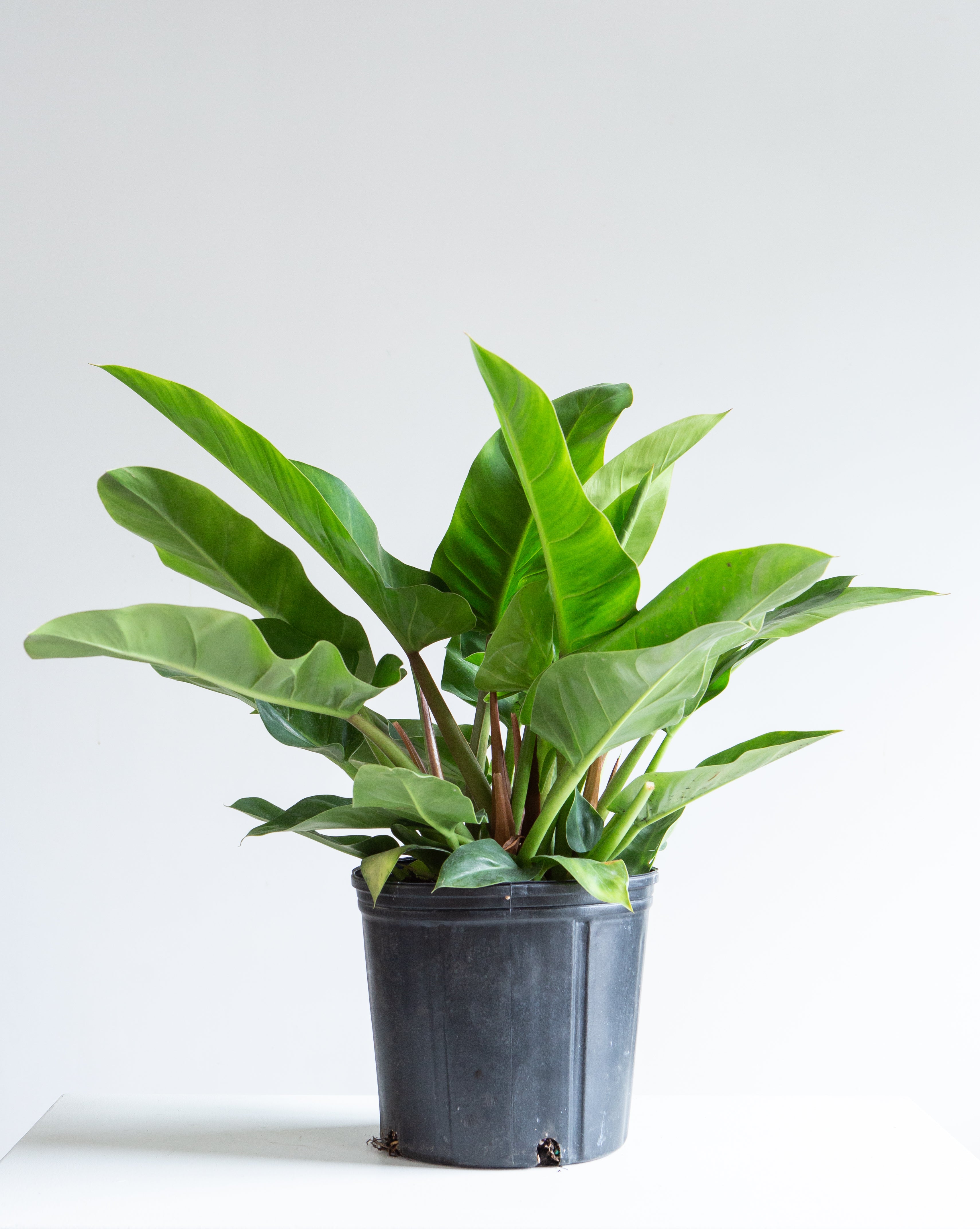 philodendron imperial green large PHILODENDRON 'IMPERIAL GREEN' 10" Grower Pot – Dynasty Plants
