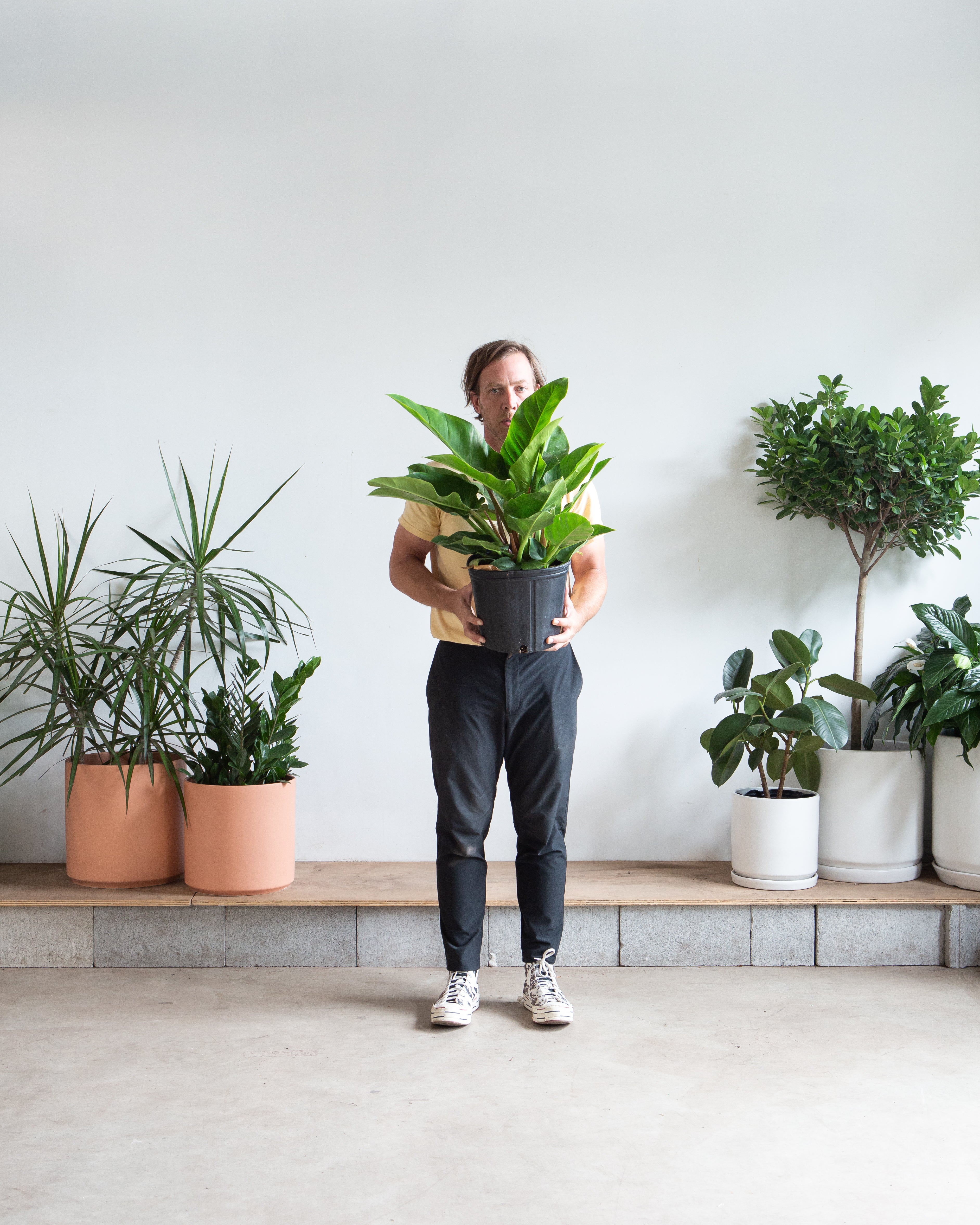 PHILODENDRON 'IMPERIAL GREEN' 10" Grower Pot