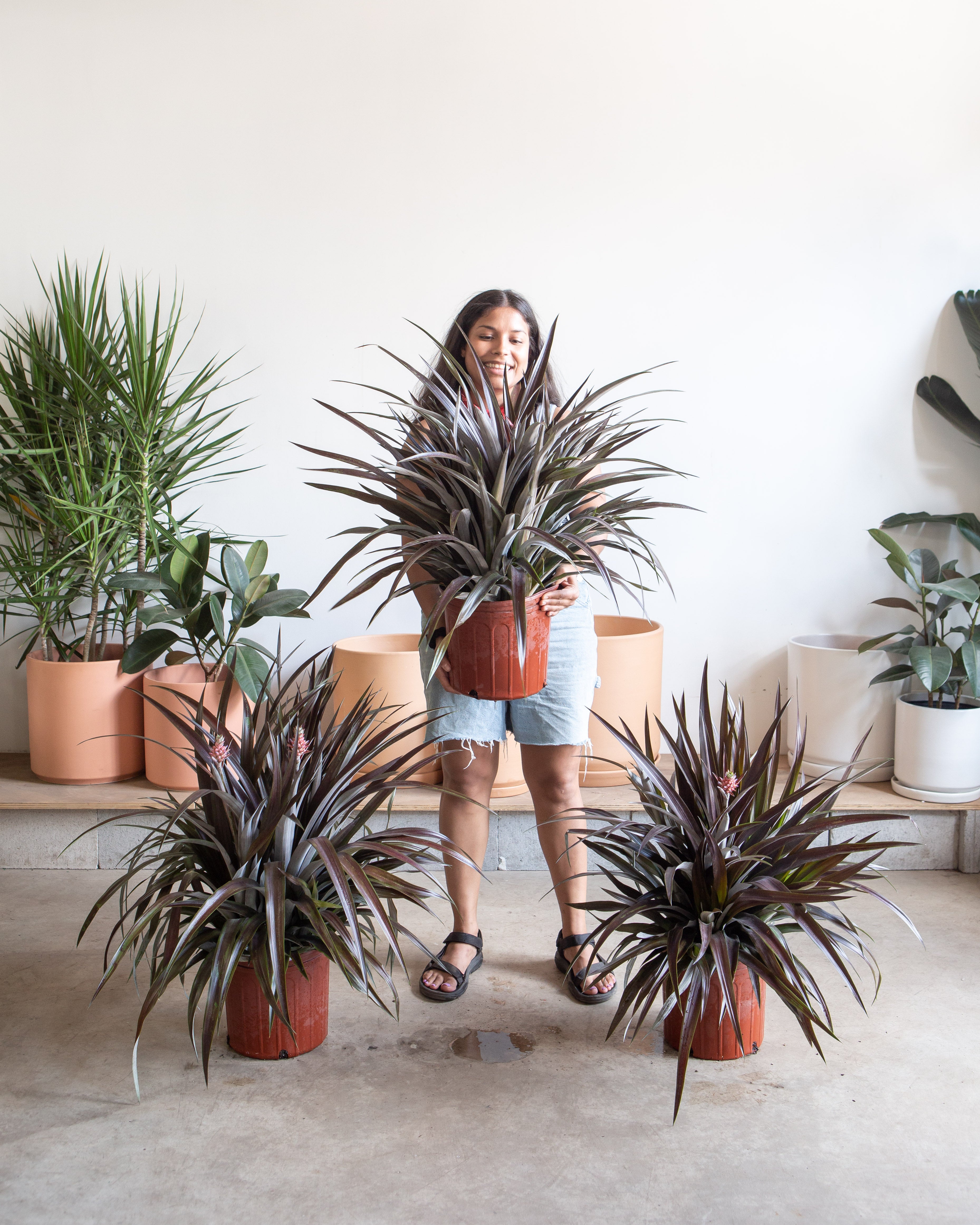 lava flow pineapple plant Lava Flow Pineapple Plant: Ananas ananassoides - 10 inch pot