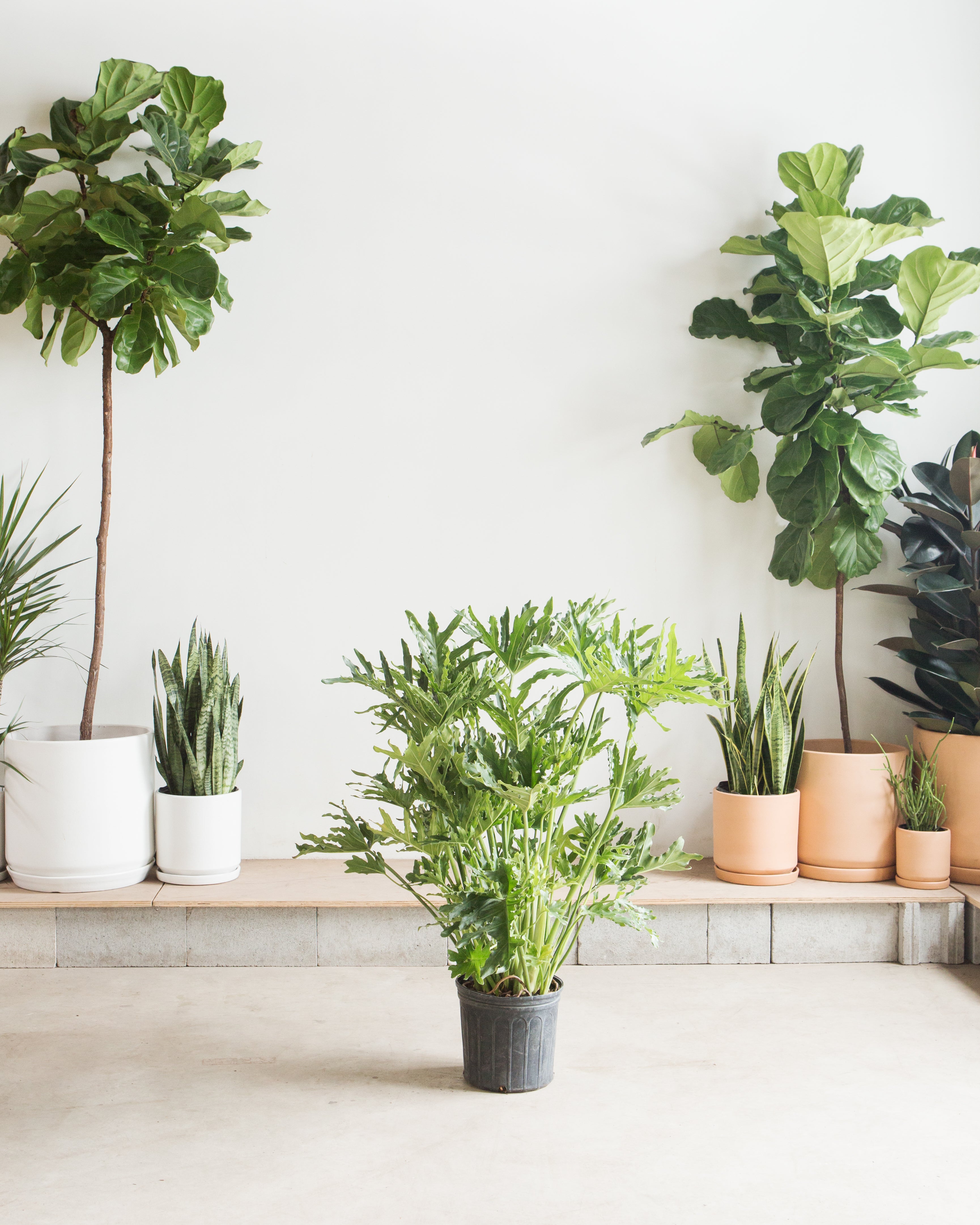 Hope Selloum: Philodendron bipinnatifidum - 10 inch pot - 2-3 foot tall