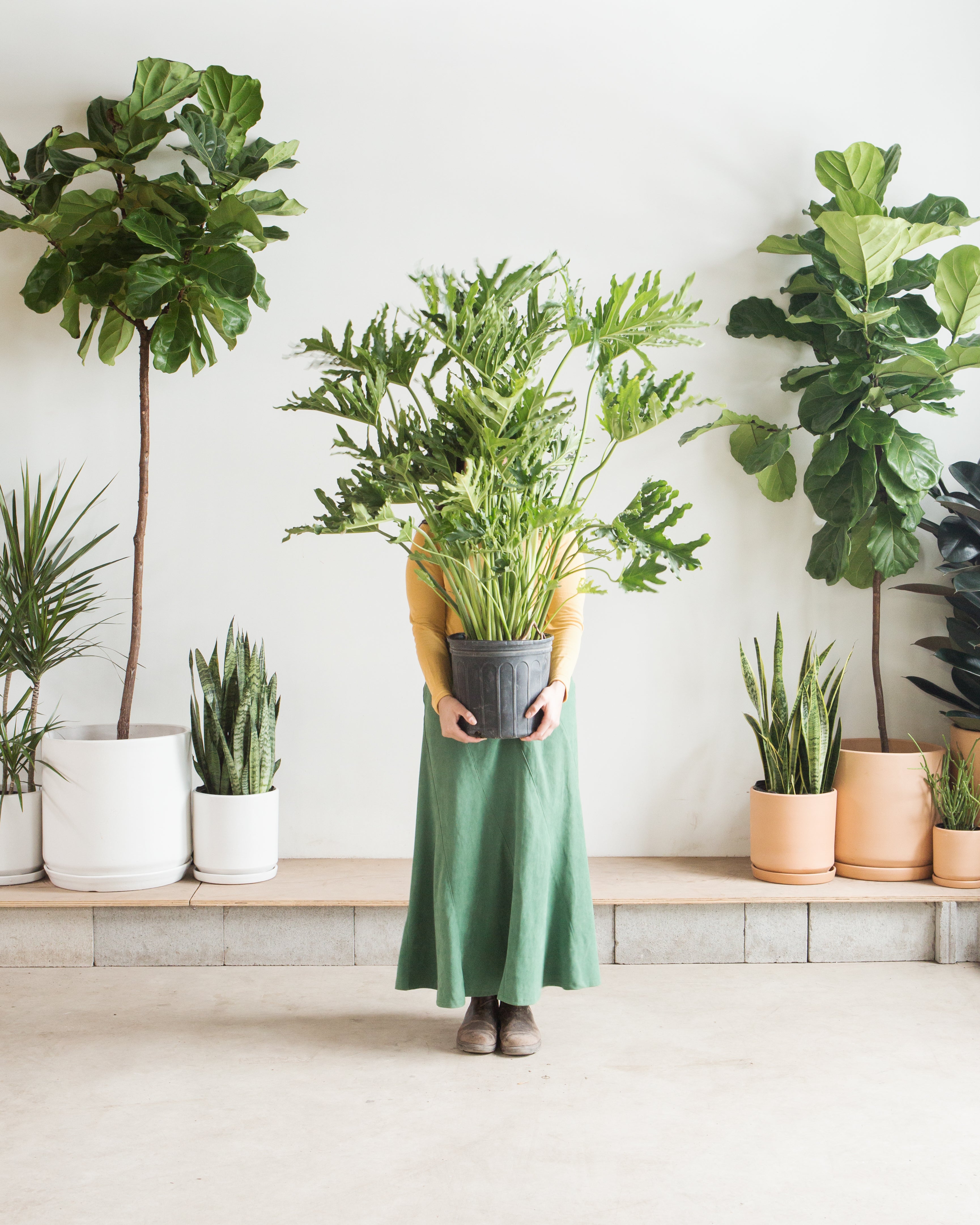 Hope Selloum: Philodendron bipinnatifidum - 10 inch pot - 2-3 foot tall
