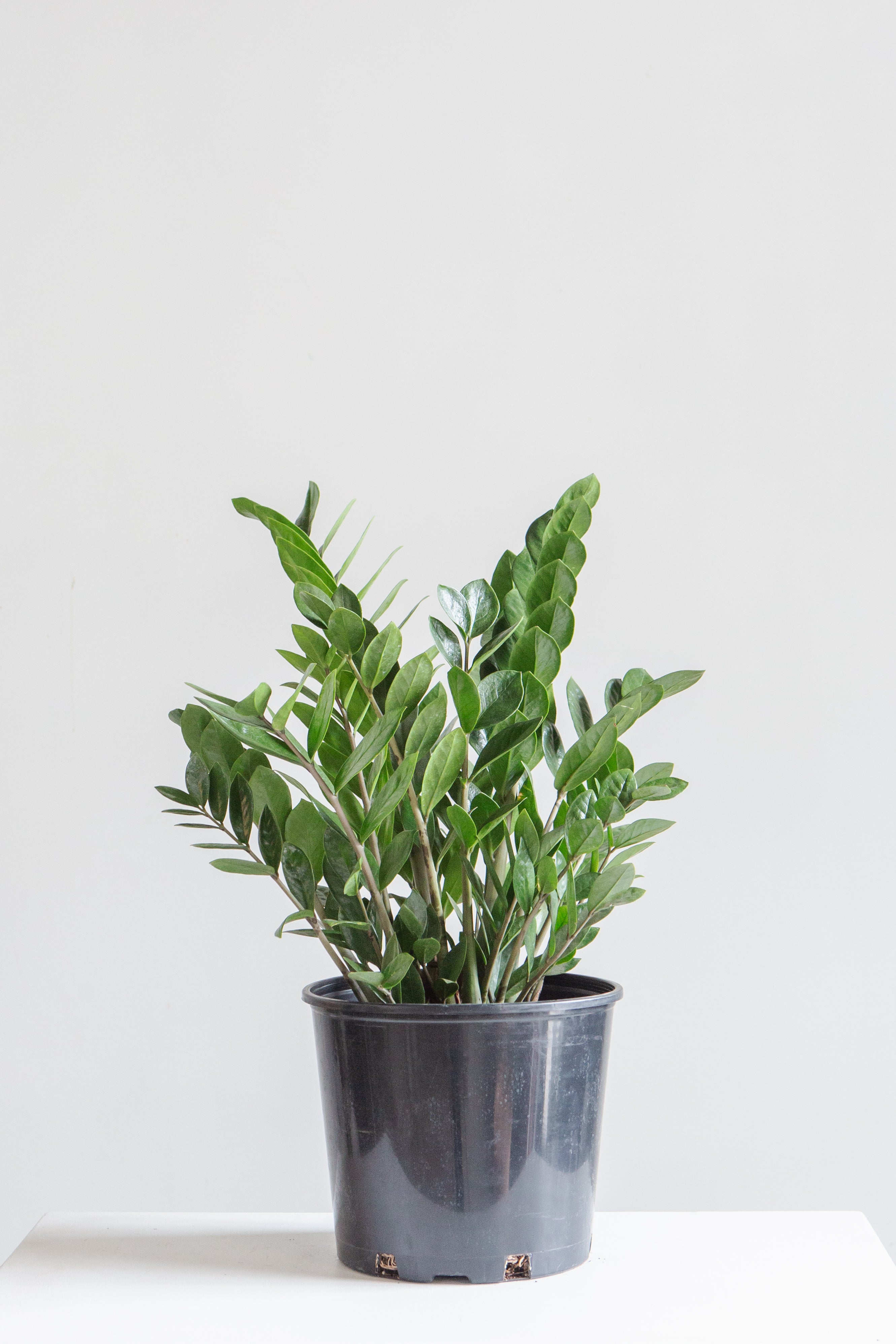 ZZ Plant: Zamioculcas zamiifolia - 10 inch pot - 2-3 foot tall