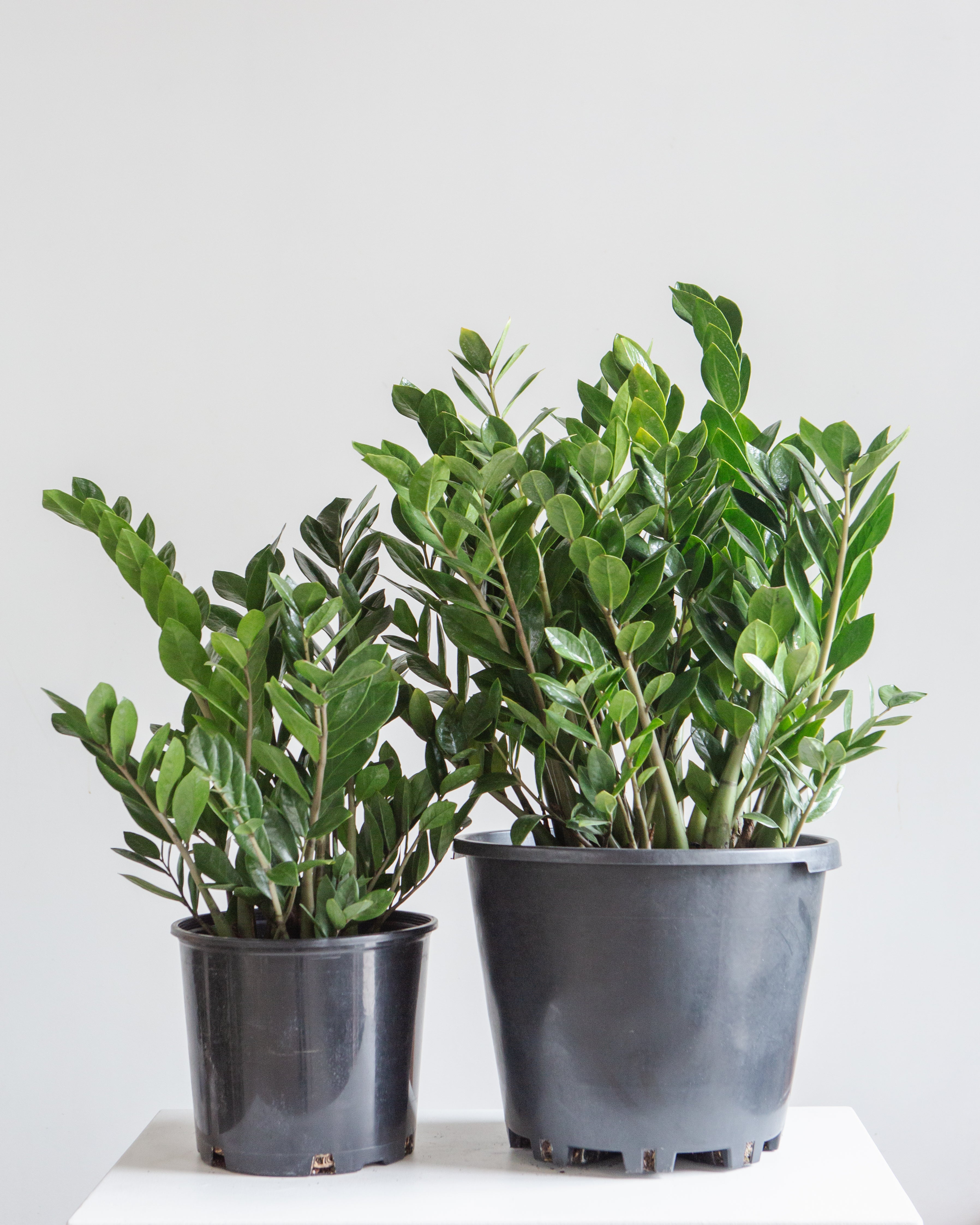 ZZ Plant: Zamioculcas zamiifolia - 10 inch pot - 2-3 foot tall