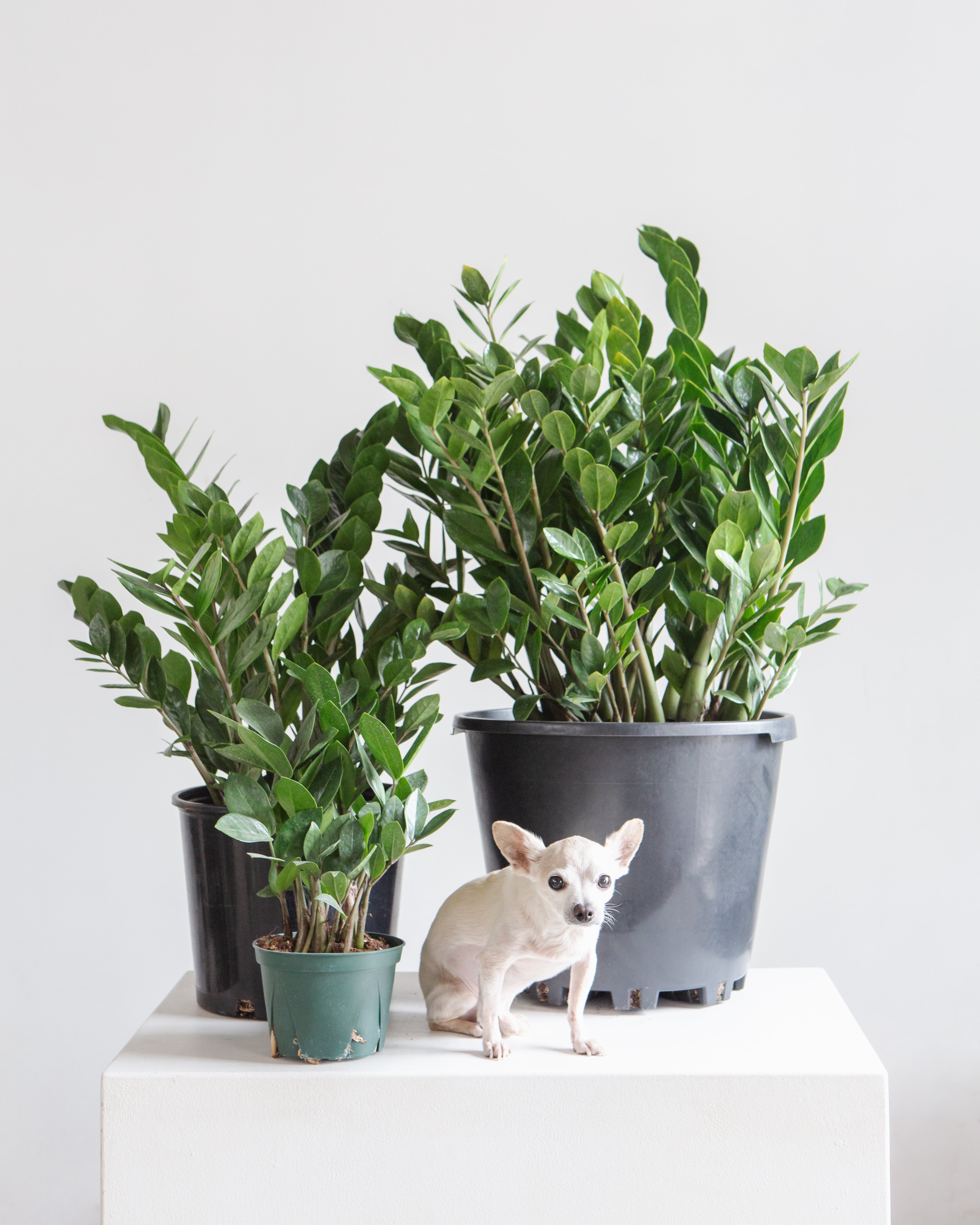 ZZ Plant: Zamioculcas zamiifolia - 6 inch pot