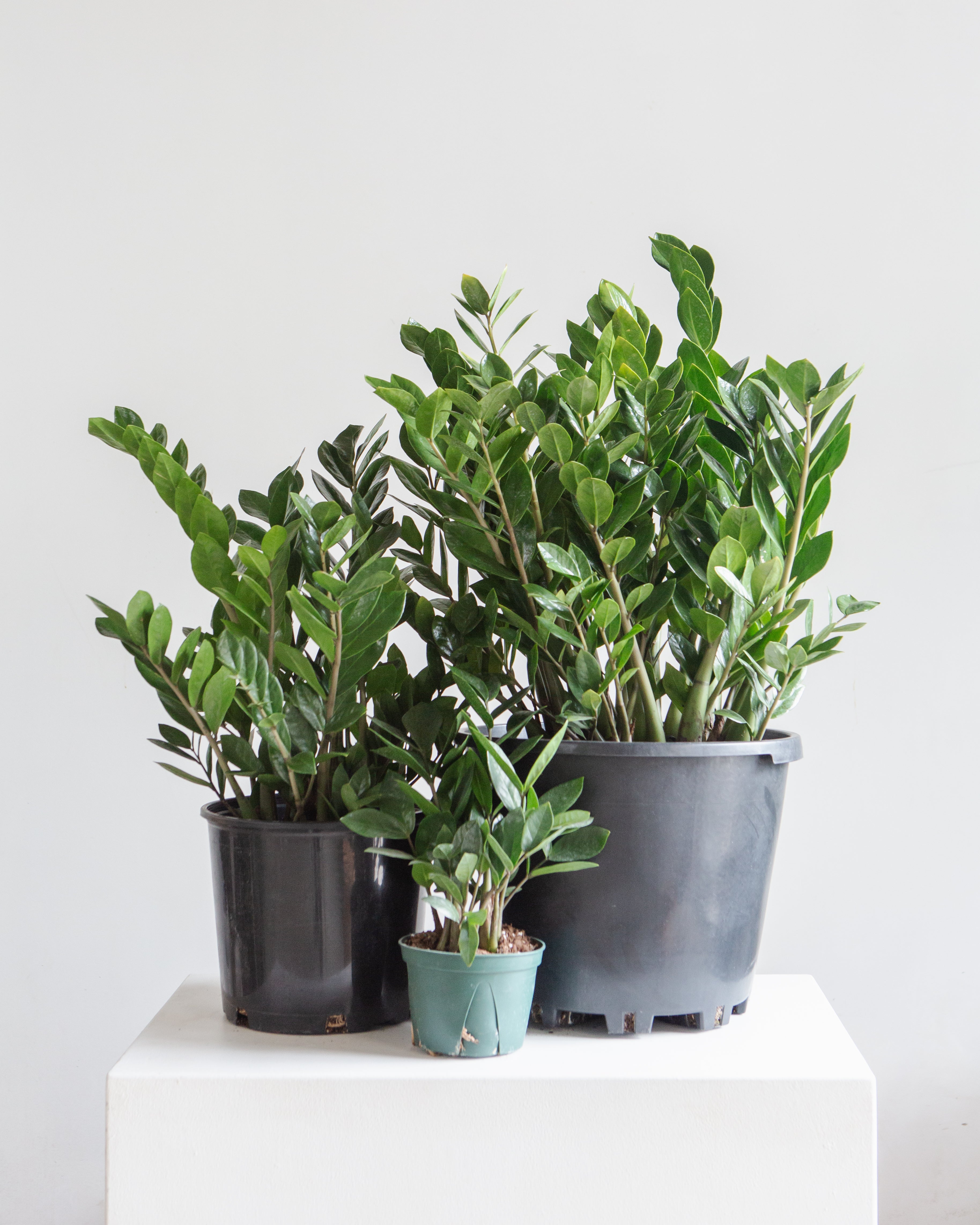 ZZ Plant: Zamioculcas zamiifolia - 10 inch pot - 2-3 foot tall