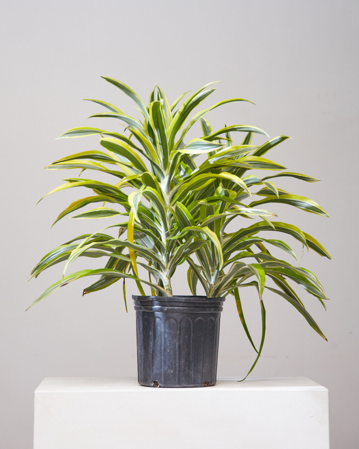 dracaena warneckii 3-3-3 DRACAENA WARNECKII CANE 'LEMON LIME' 10" Grower Pot (2.5