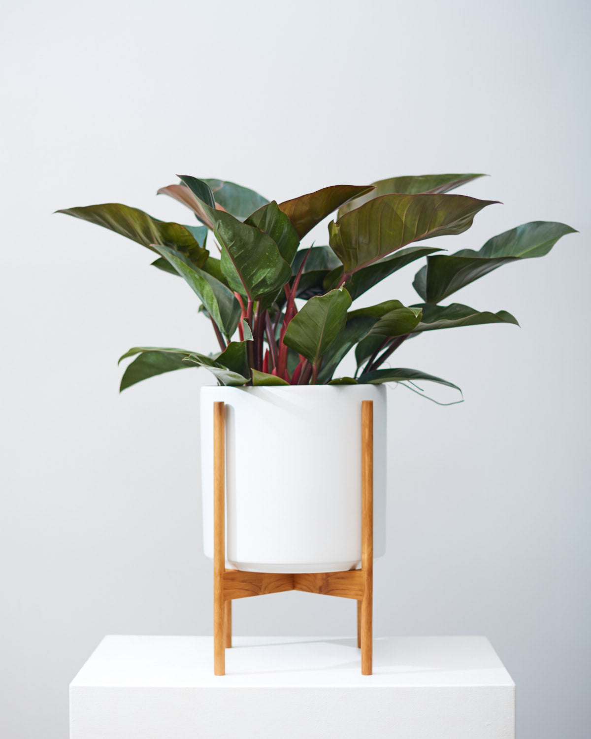 The Twelve White Ceramic Cylinder Planter with Natural Teak Wooden Sta
