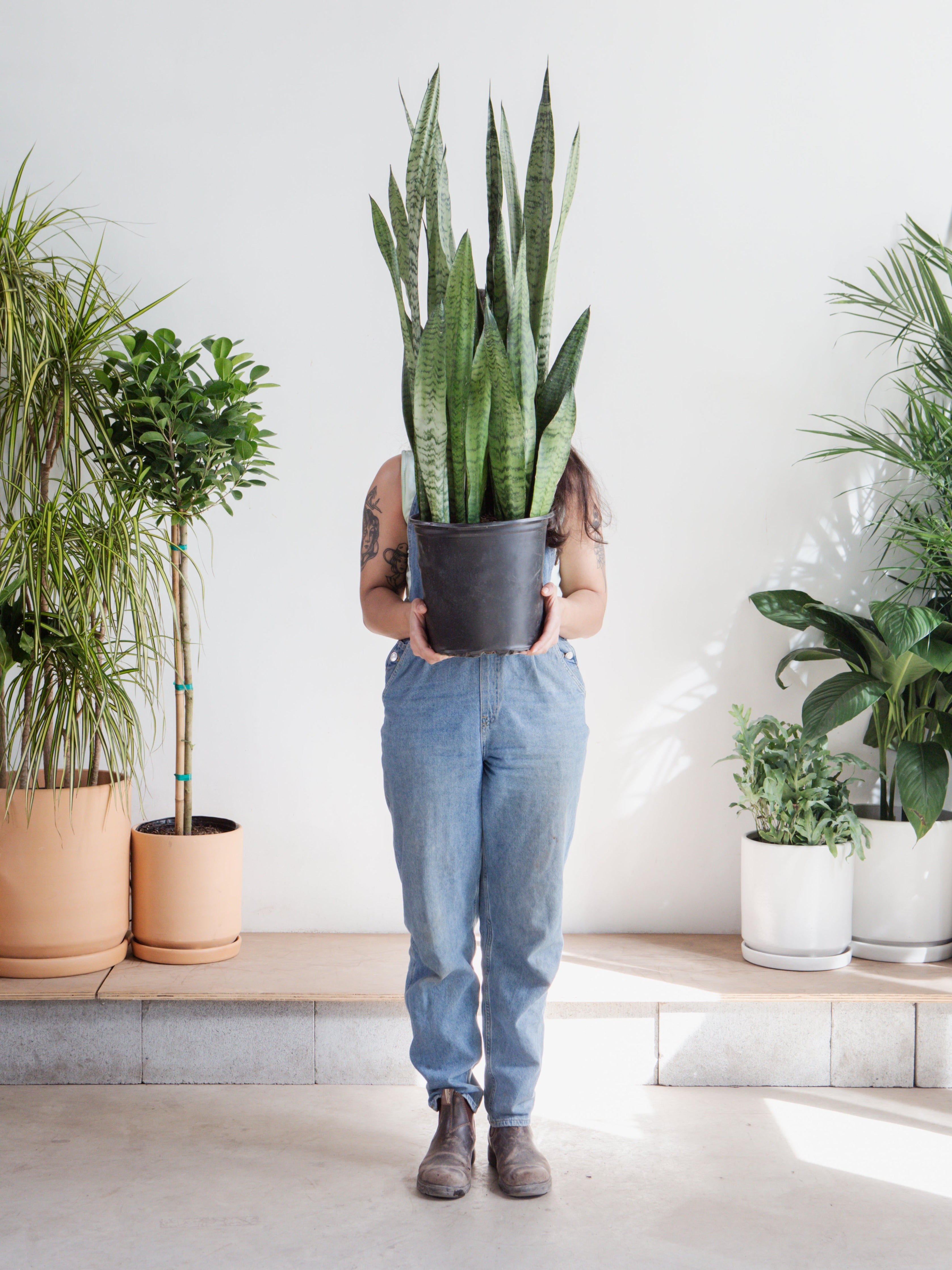 Green Snake Plant: Sansevieria trifasciata 'Zeylanica' - 10 inch pot - 2.5-3 foot tall